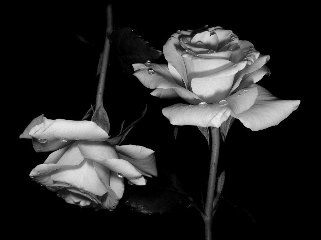 1024x768 Black and white roses wallpaper