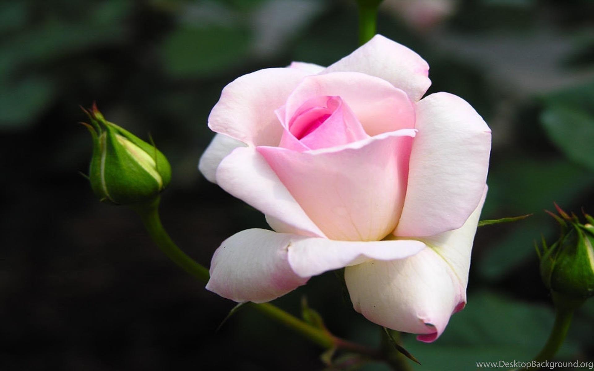 1920x1200 Pink White Rose >> HD Wallpaper, Get It Now! Desktop Background