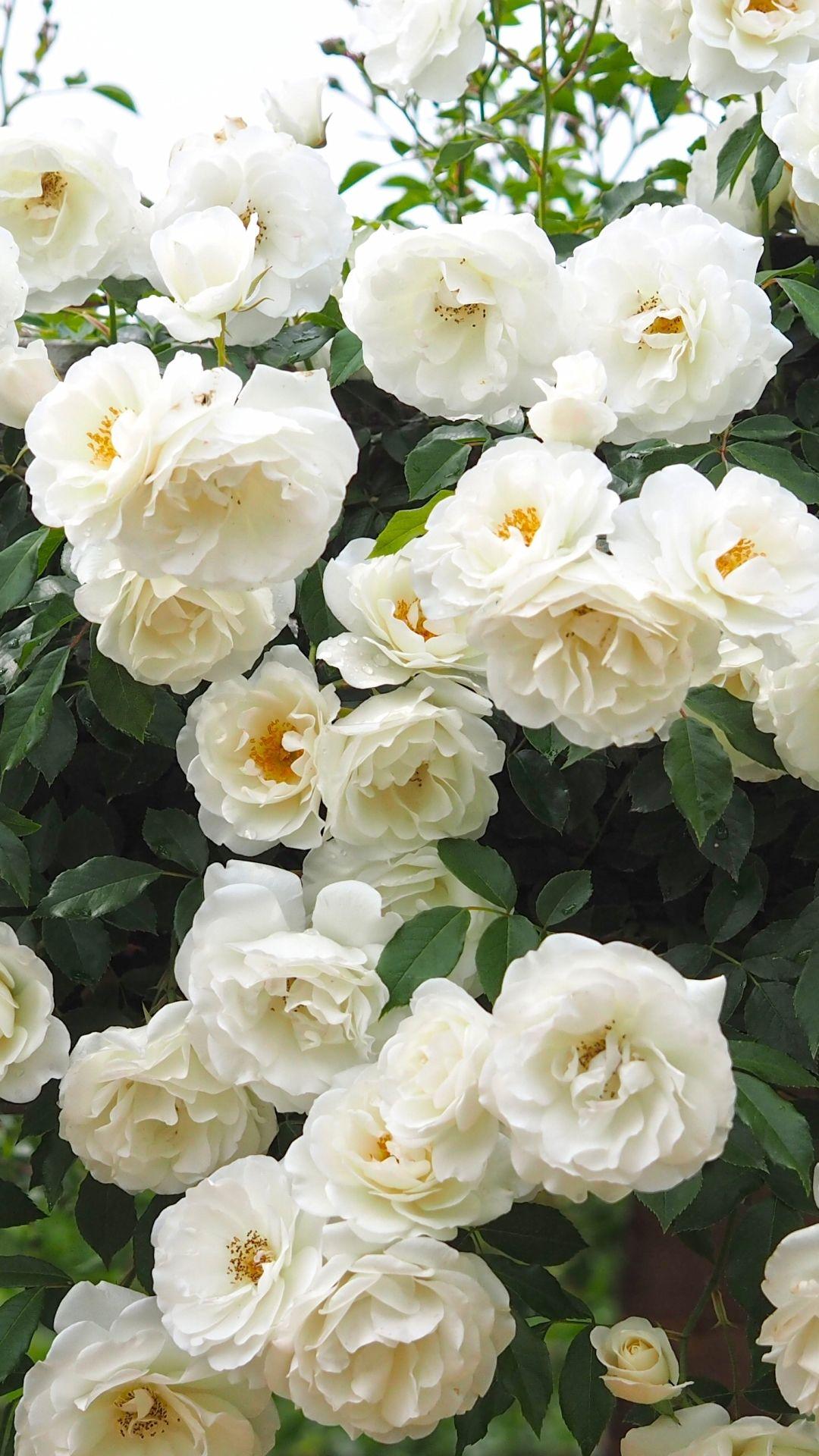 White Rose iPhone Wallpapers - Top Free White Rose iPhone ...