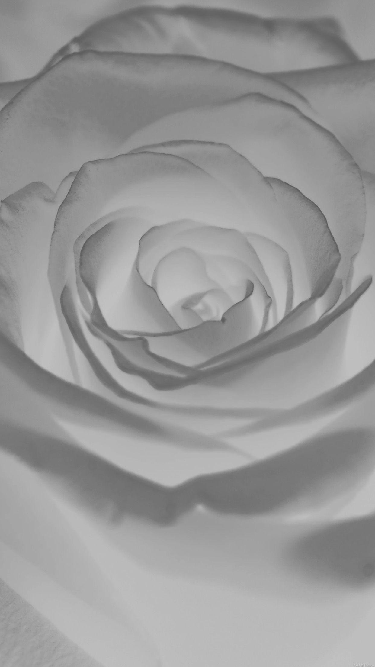 1242x2208 iPhone 6 wallpaper. rose flower white nature