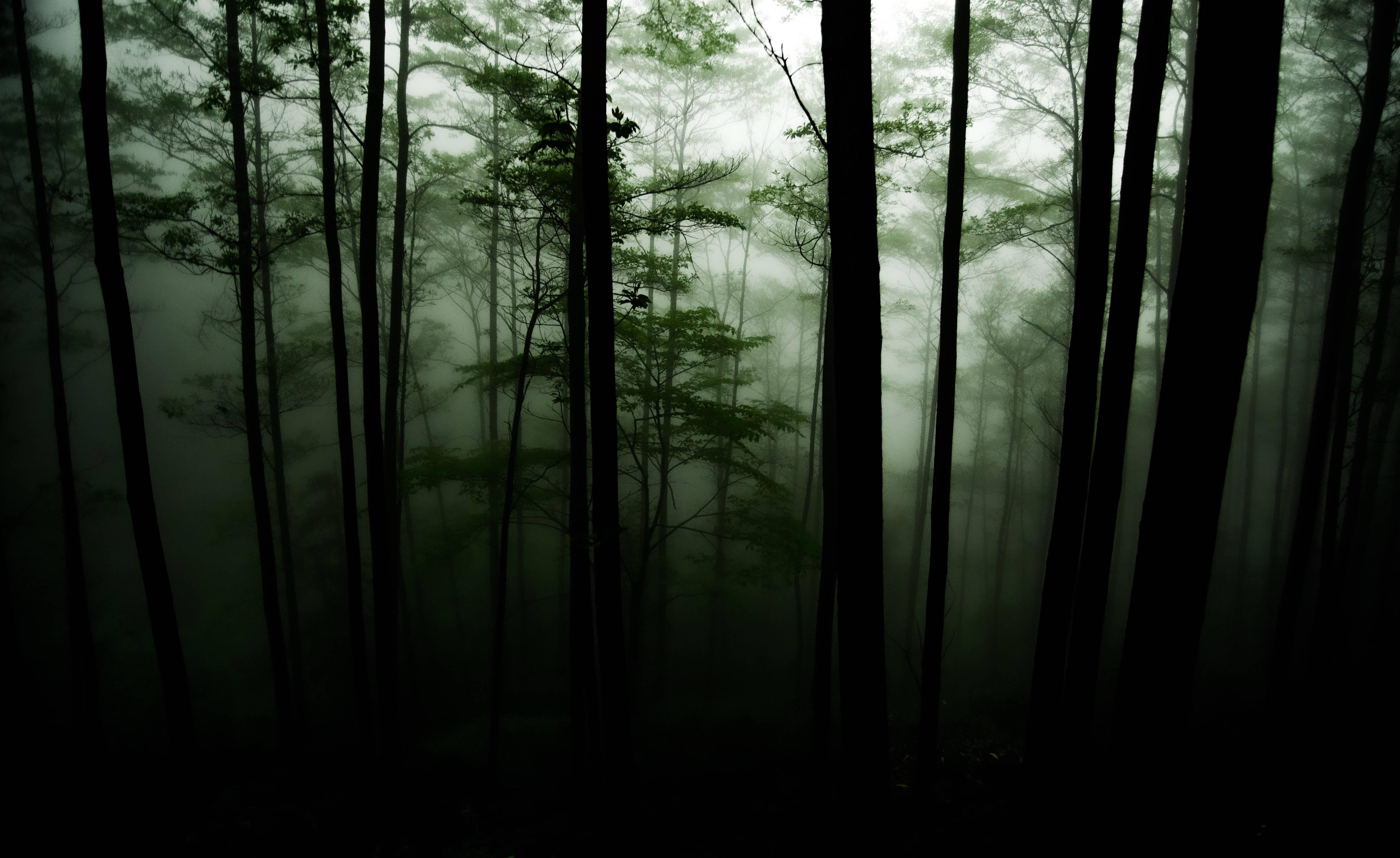 4928x3021 Download A Mystical Dark Forest Wallpaper