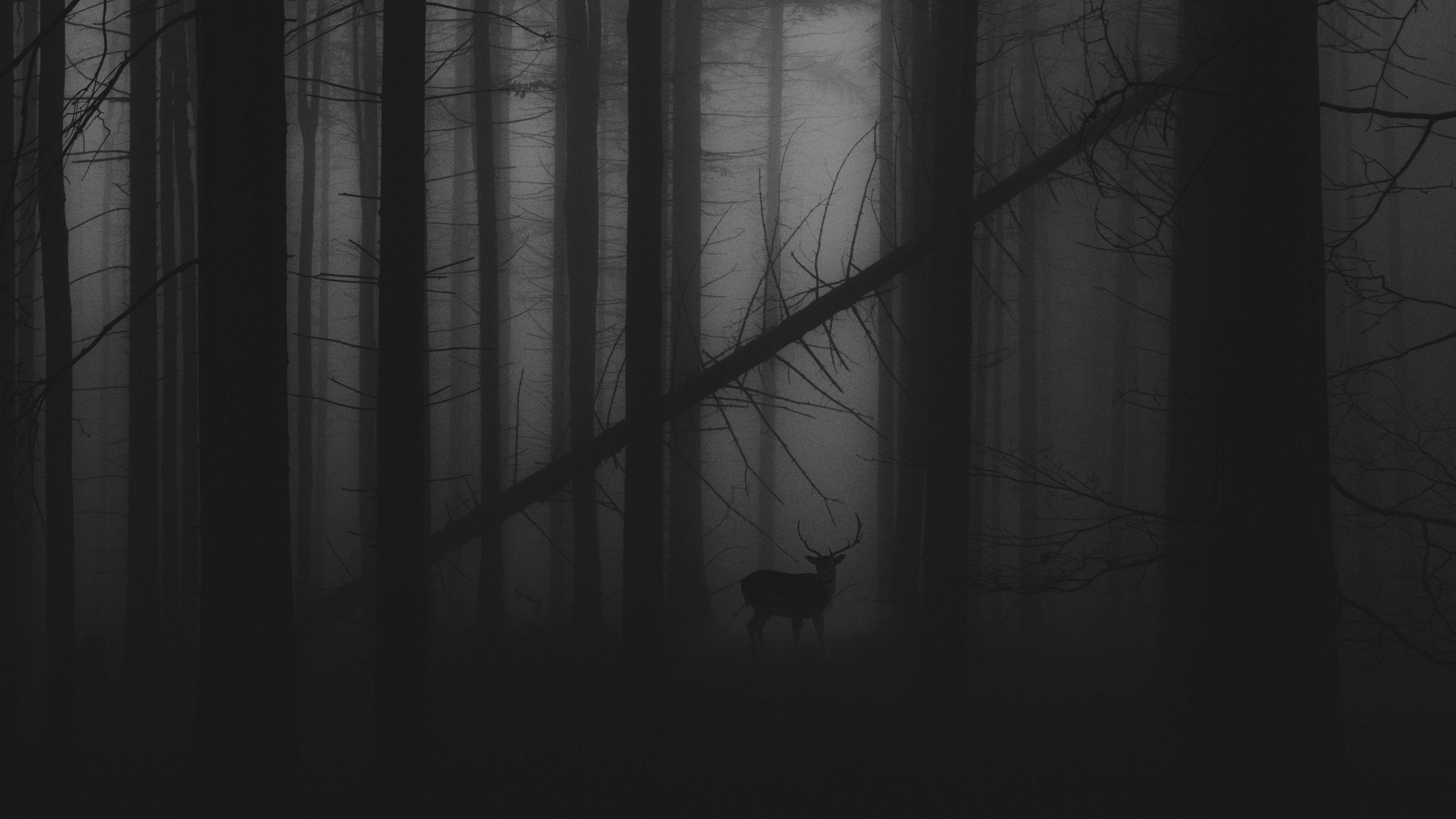 3840x2160 Forest Fog 4K wallpaper. Dark wallpaper, Background desktop, Background