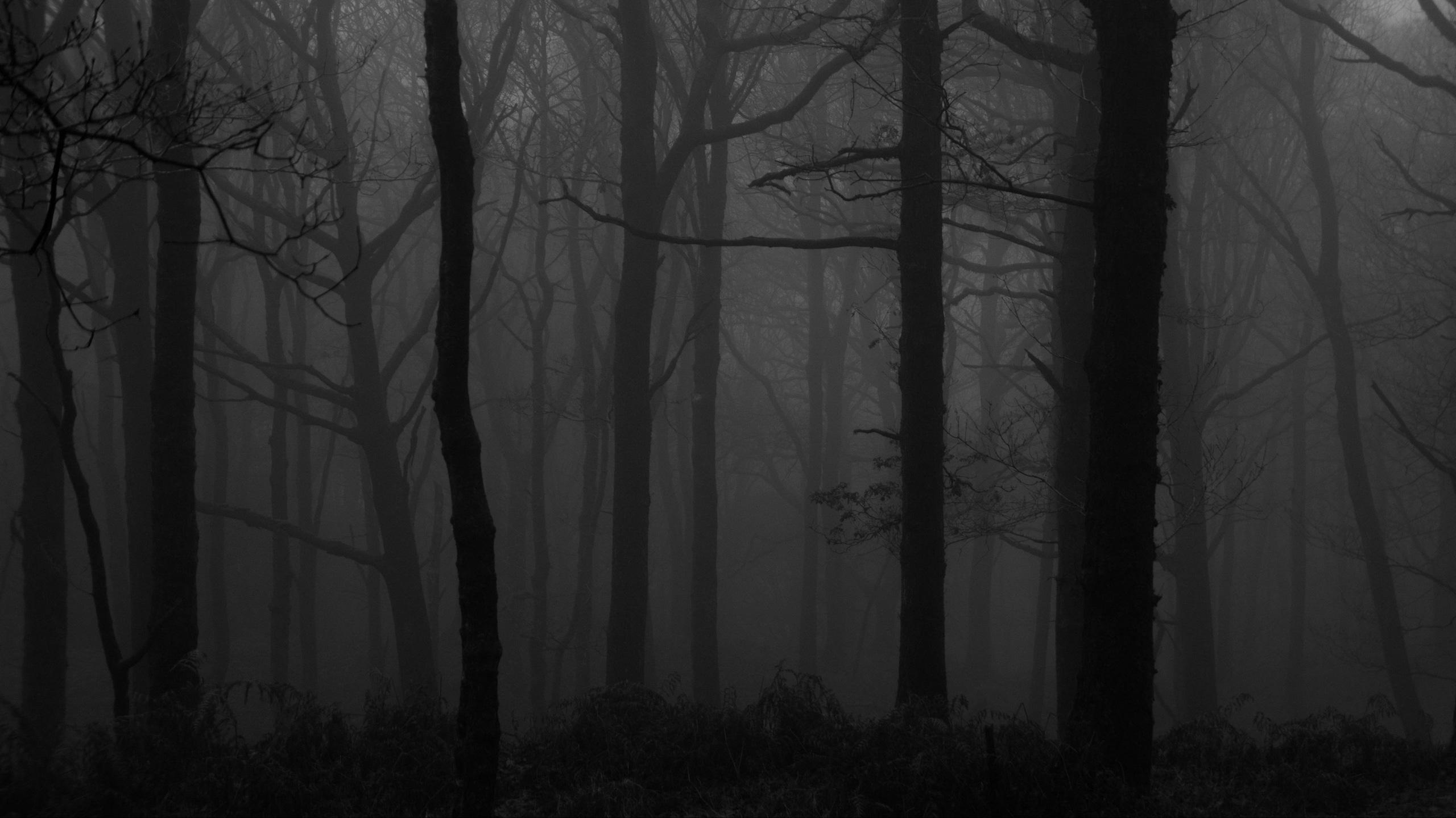 2560x1440 Wallpaper / forest, fog, bw, trees, dark, 4k free download