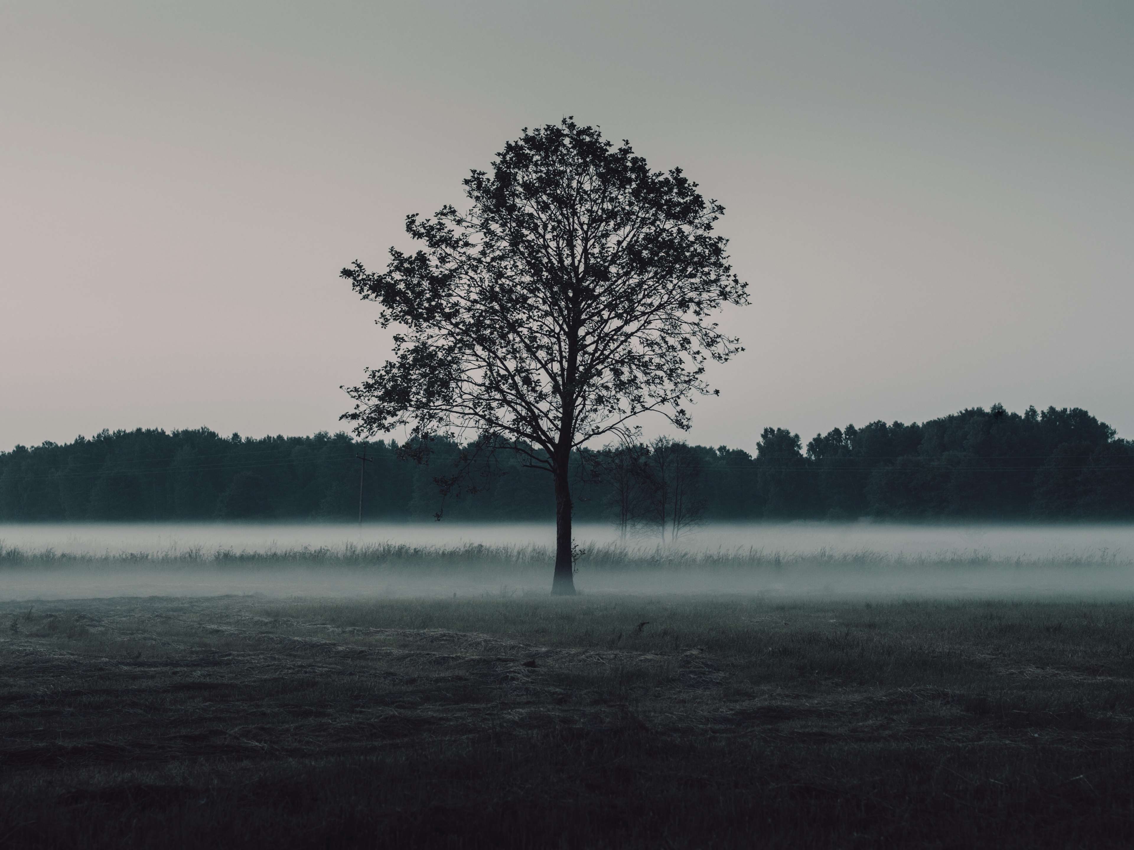 3840x2880 dark, fog, foggy, forest, grass, lawn, meadow, mist, nature, tree 4k Gallery HD Wallpaper