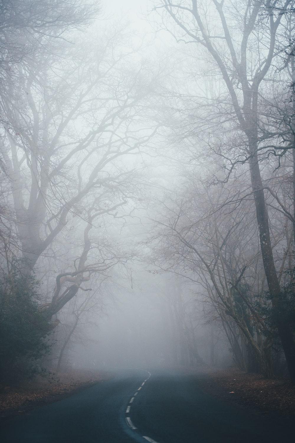 1000x1502 Mist Picture [HD]. Download Free Image