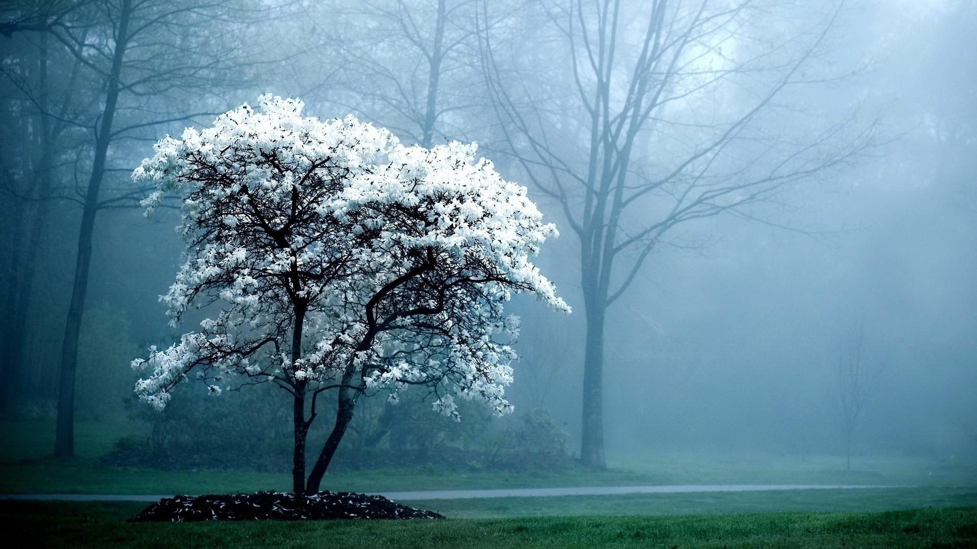 1920x1080 watermarked, park, dark, mist, trees, nature Gallery HD Wallpaper