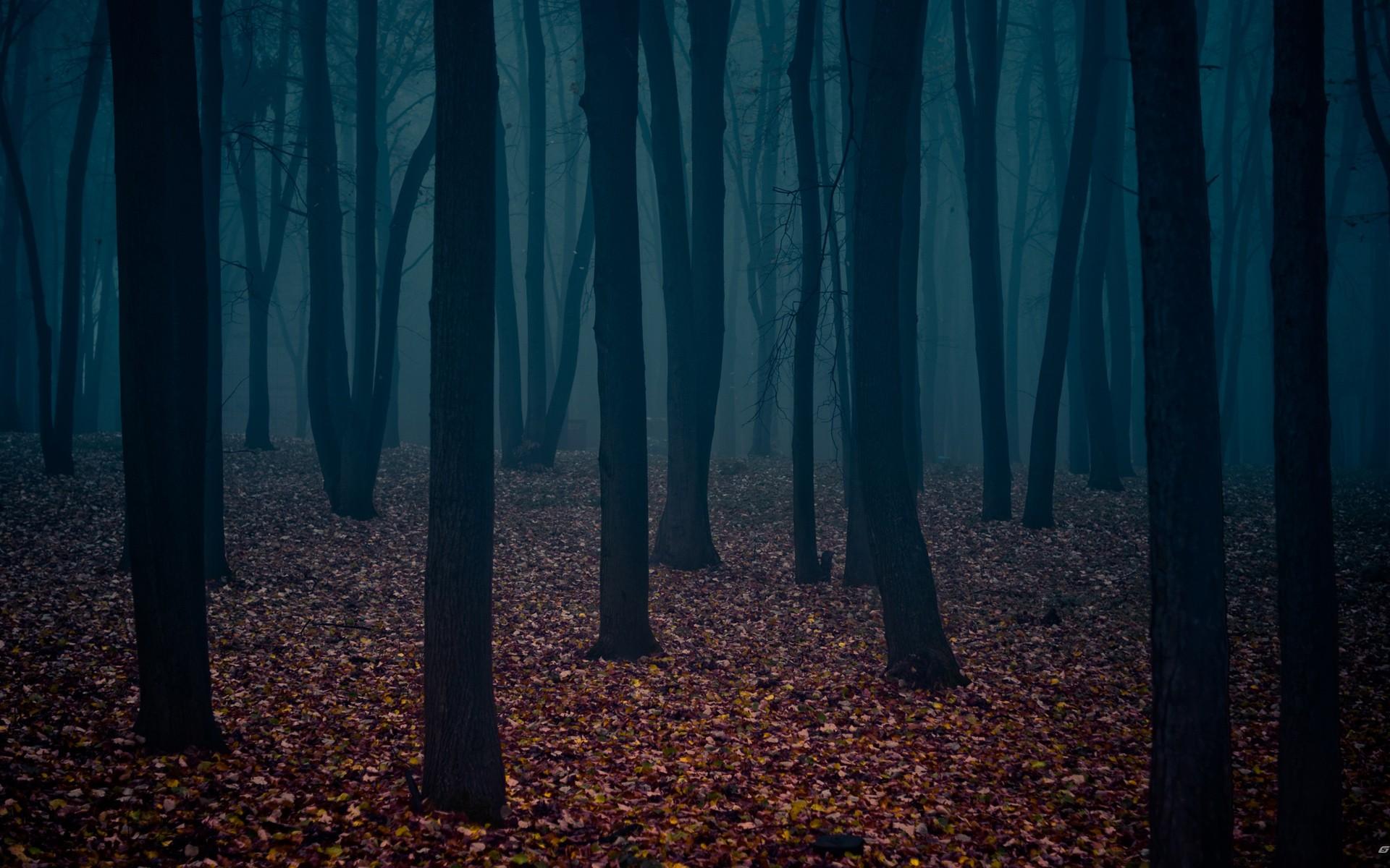 1920x1200 trees, dark, mist, alone, cold, nature, forest Gallery HD Wallpaper
