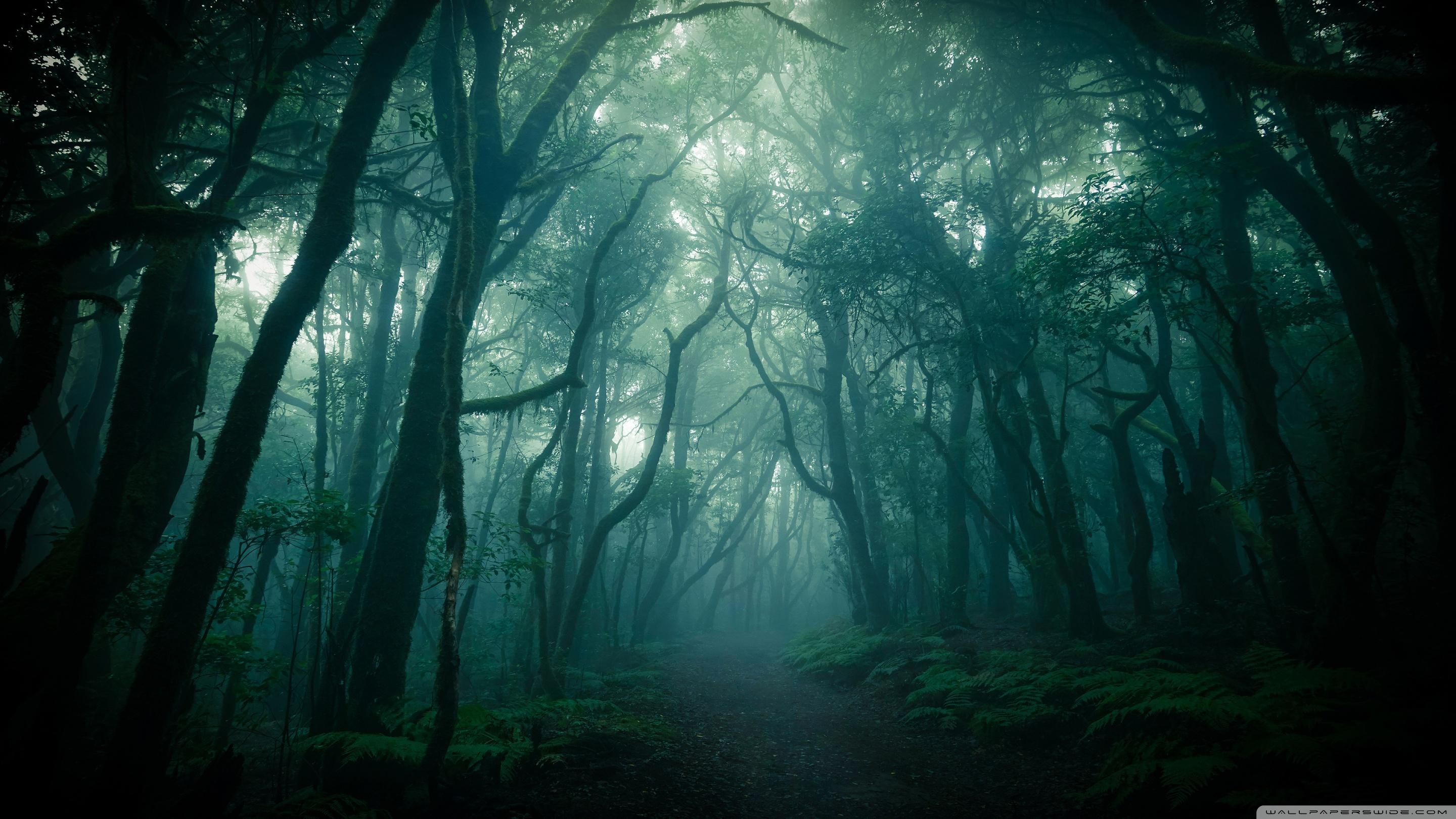 2880x1620 Dark Woods, Fog Ultra HD Desktop Background Wallpaper for 4K UHD TV : Widescreen & UltraWide Desktop & Laptop : Tablet