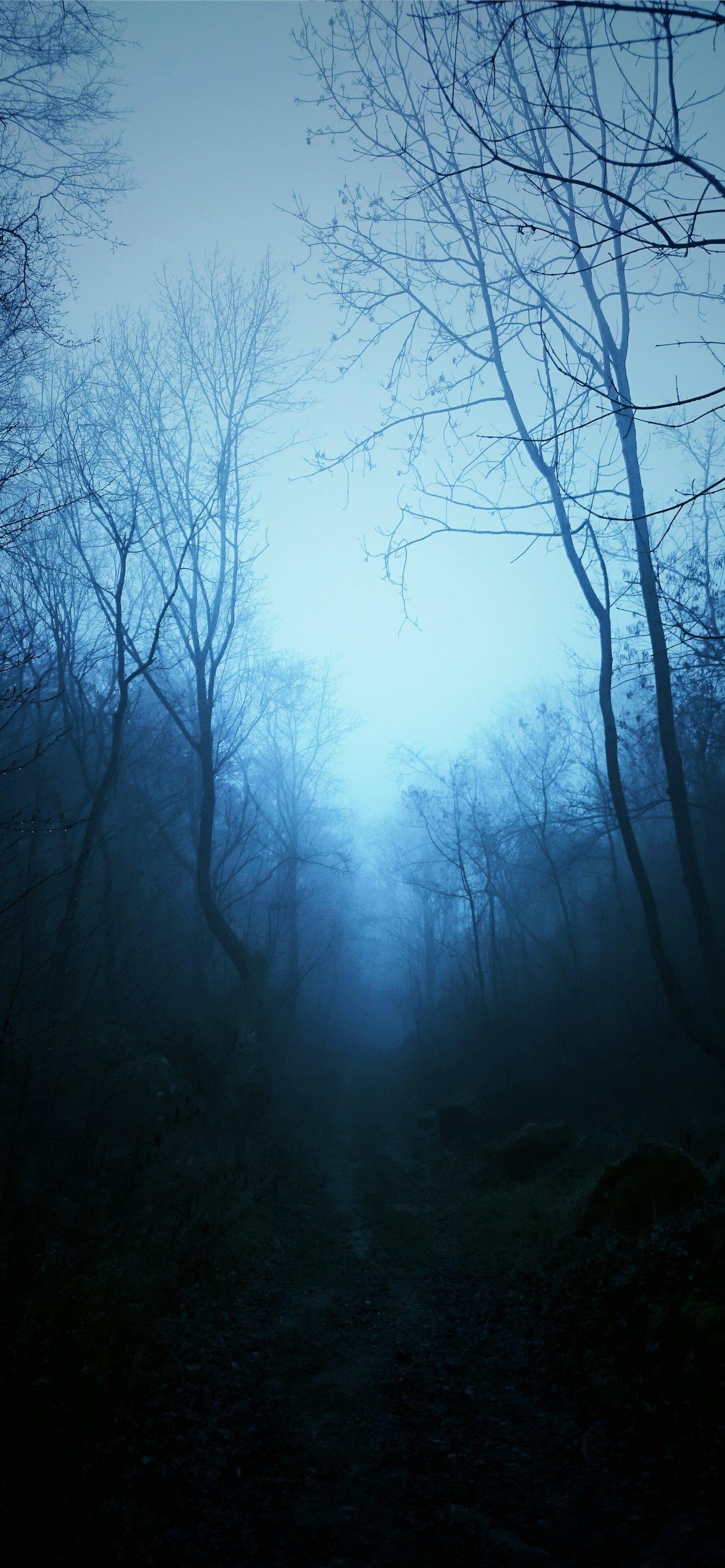 1284x2778 mist Nature Dark Blue Trees Tropical Forest Forest. iPhone Wallpaper Free Download
