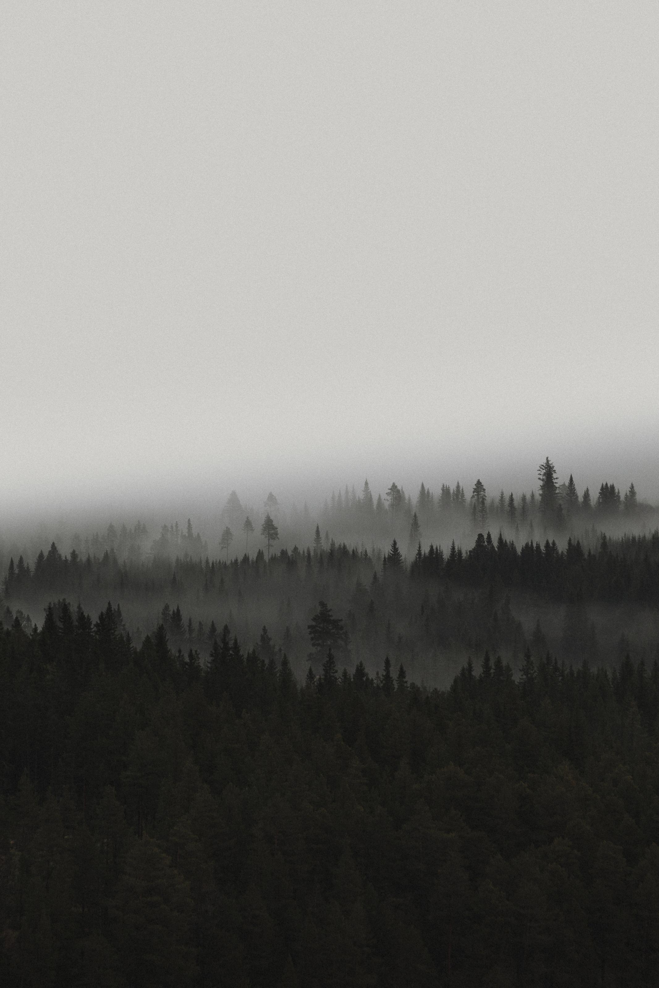 2133x3200 Dark Forest Mist Wall Mural Your Way