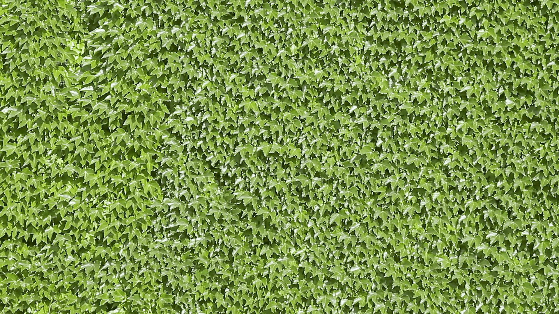 Green Vines Wallpapers - Top Free Green Vines Backgrounds - WallpaperAccess