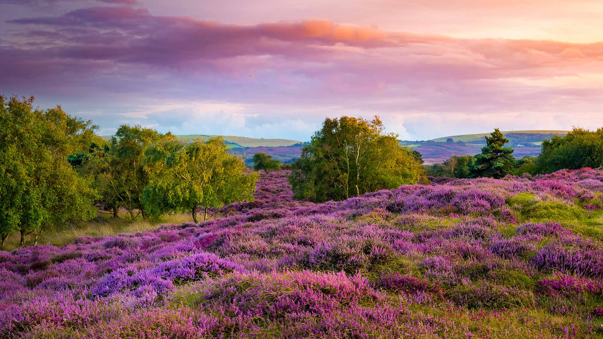 1920x1080 Dorset Heather