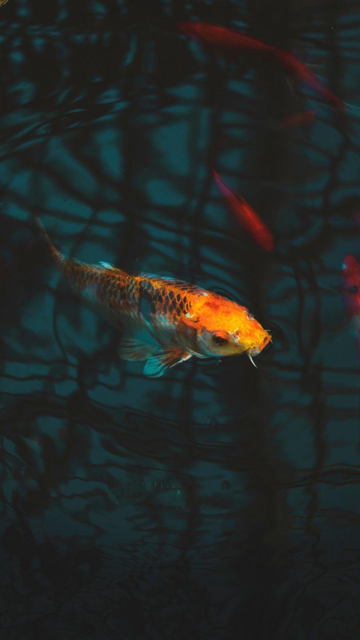 736x1308 Aquarium, Koi, Carp, Underwater. Koi fish colors, Fish wallpaper, Koi