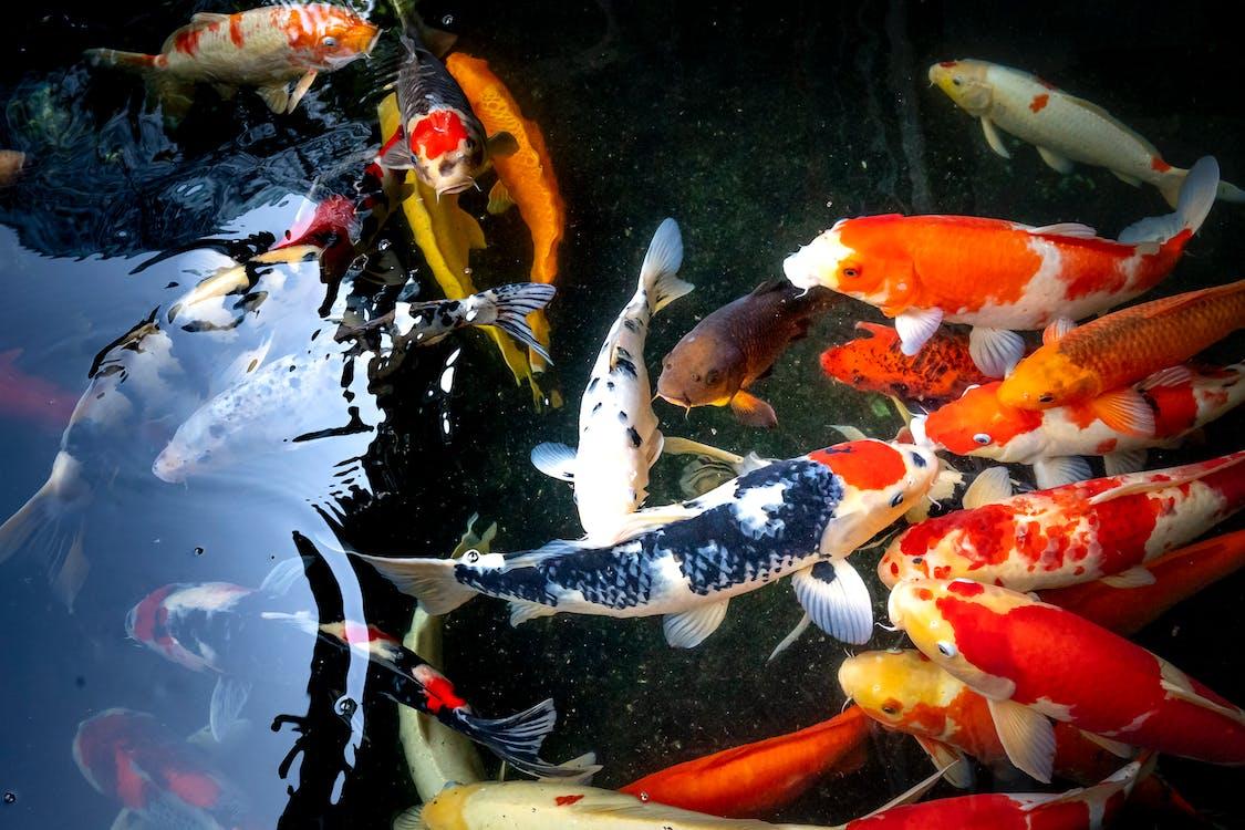 1125x750 Foto de stock gratuita sobre animal marino, animales acuáticos, carpa, pescado de agua dulce, pez koi, pez ornamental