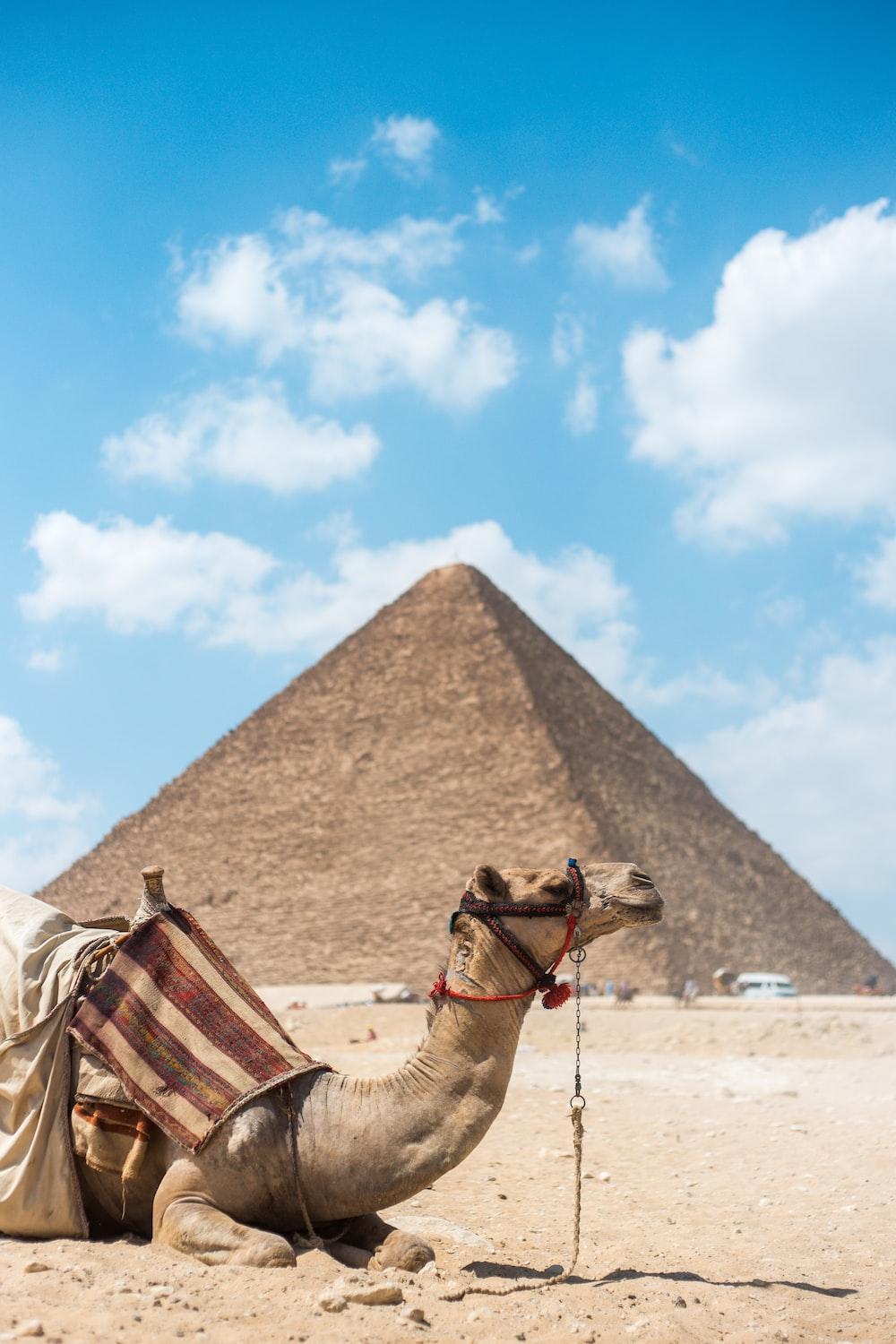 1000x1500 Stunning Egypt Picture [Scenic Travel Photo]. Download Free Image