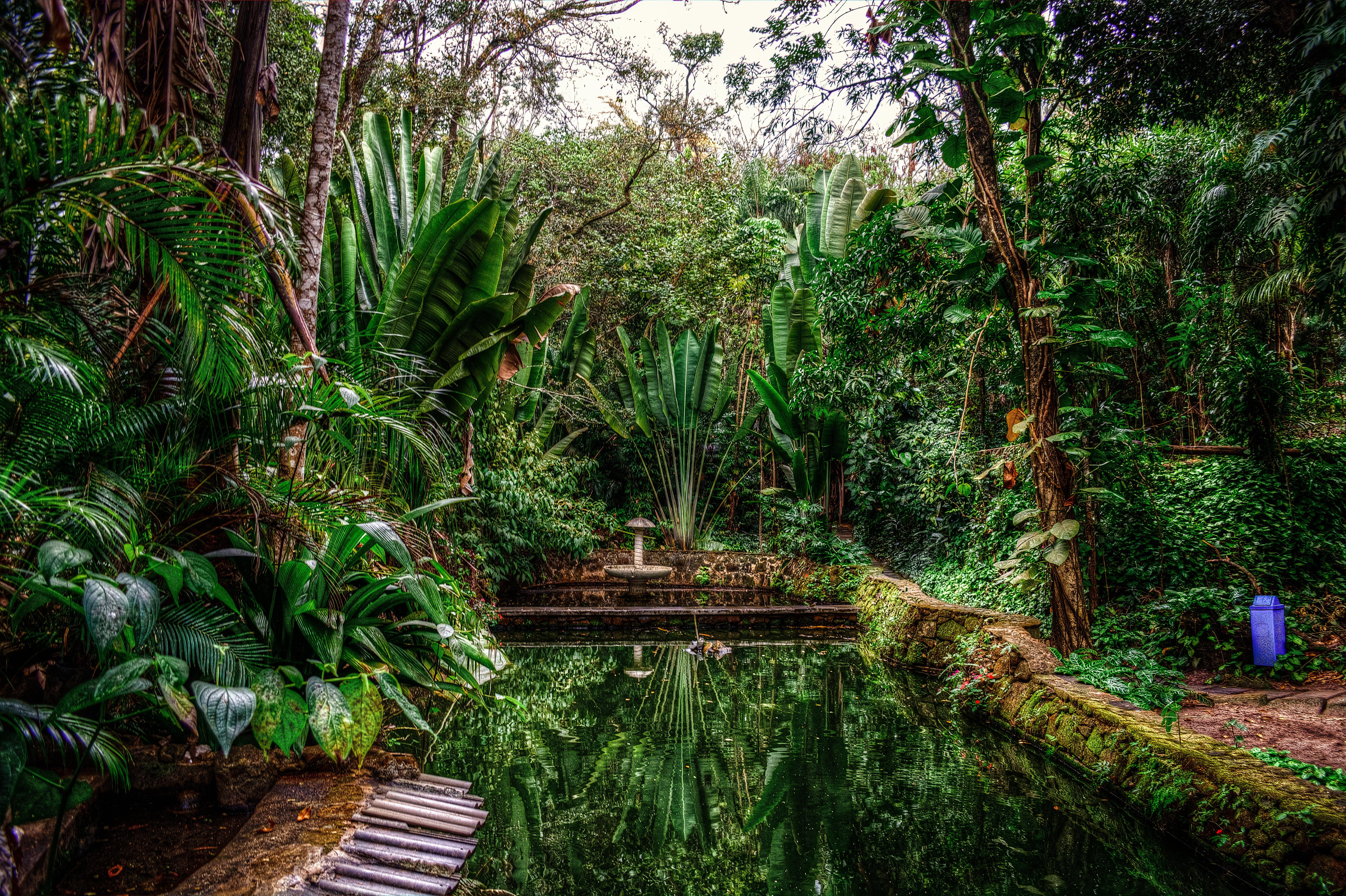 6036x4020 Wallpaper / nature, scenics, brazil, rainforest, bush, beauty In Nature, day, summer, garden, scenics, asia, park, water, tranquil scene, landscape, green free download