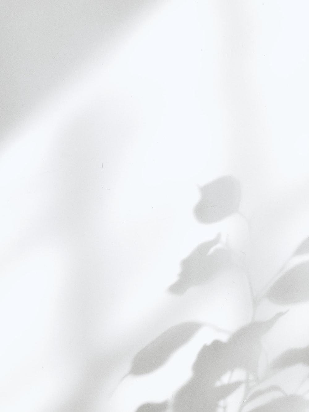 1000x1333 White Wallpaper: Free HD Download [HQ]