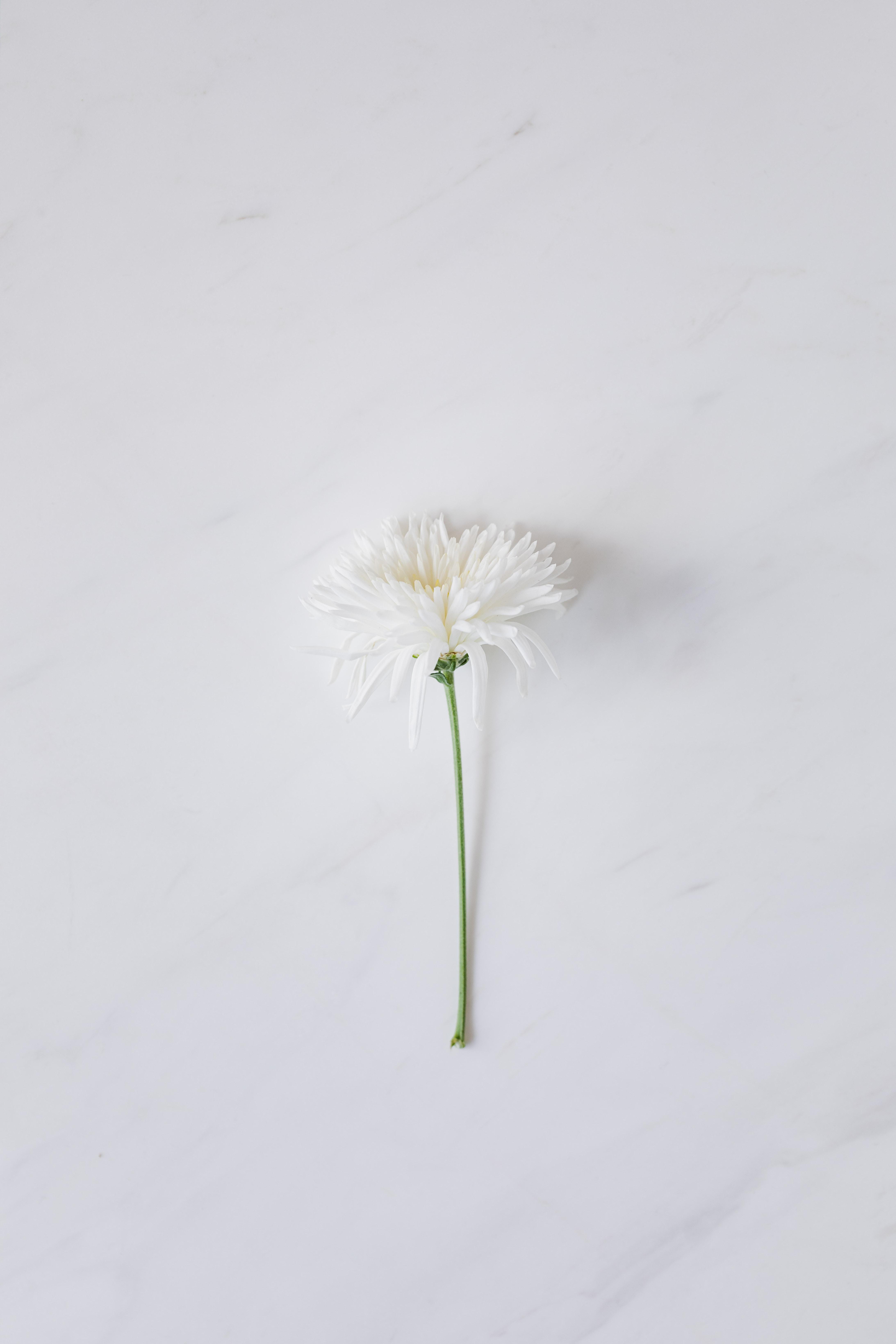 4371x6557 White Background Photo, Download The BEST Free White Background & HD Image