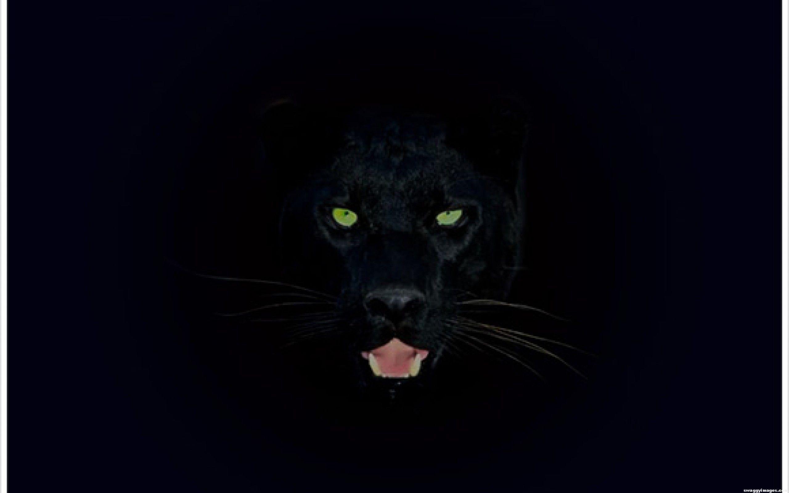Black Panther Animal Dell Wallpapers - Top Free Black Panther Animal Dell  Backgrounds - WallpaperAccess