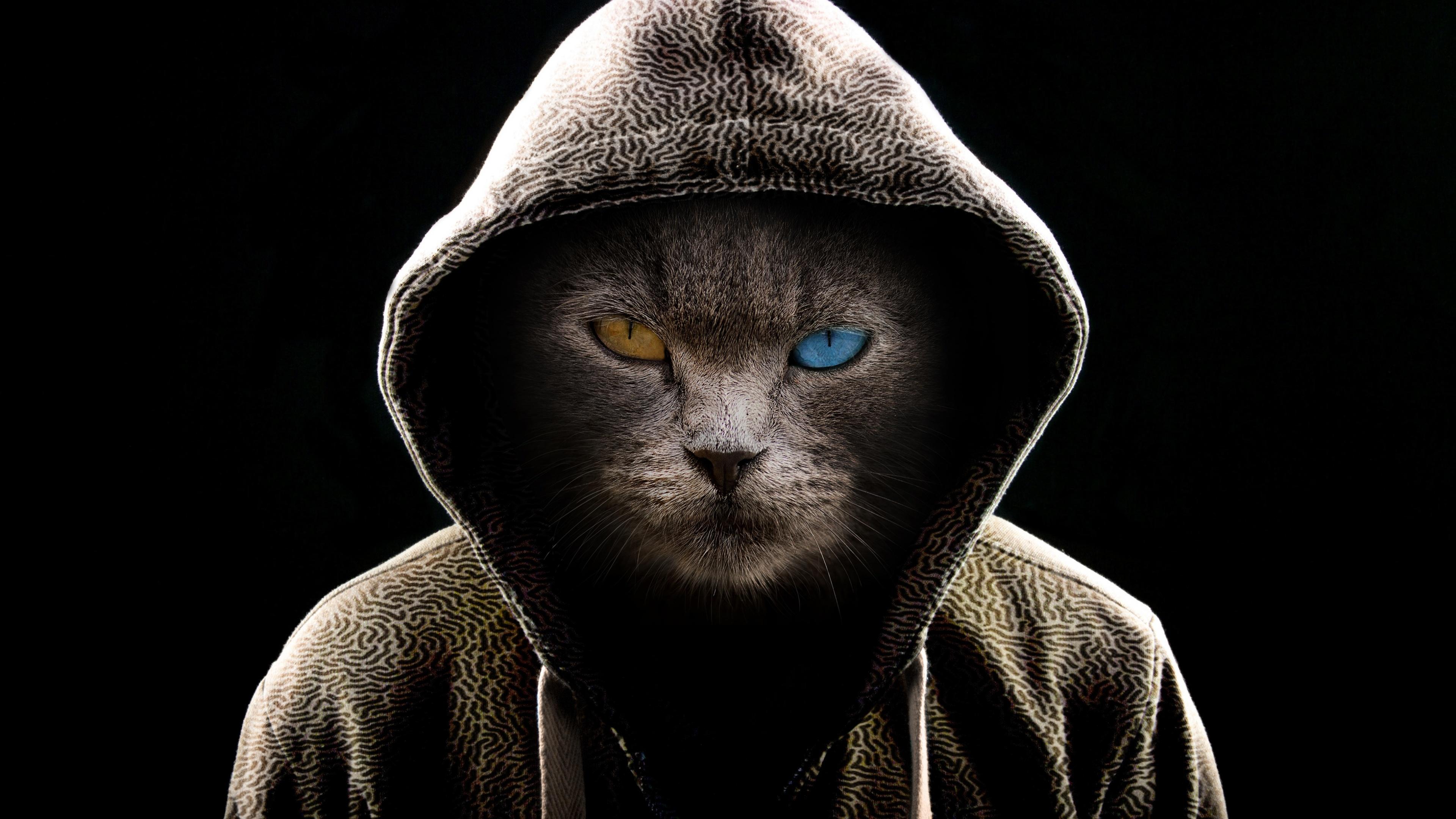 3840x2160 Scary Cat Wallpaper 4K, Hoodie, Animal Portrait, Animals