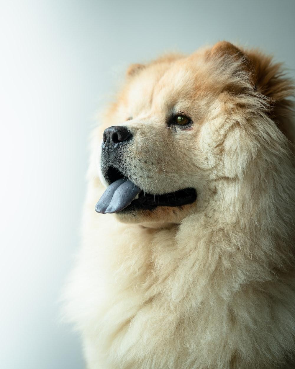 1000x1250 Chow Chow Picture [HD]. Download Free Image
