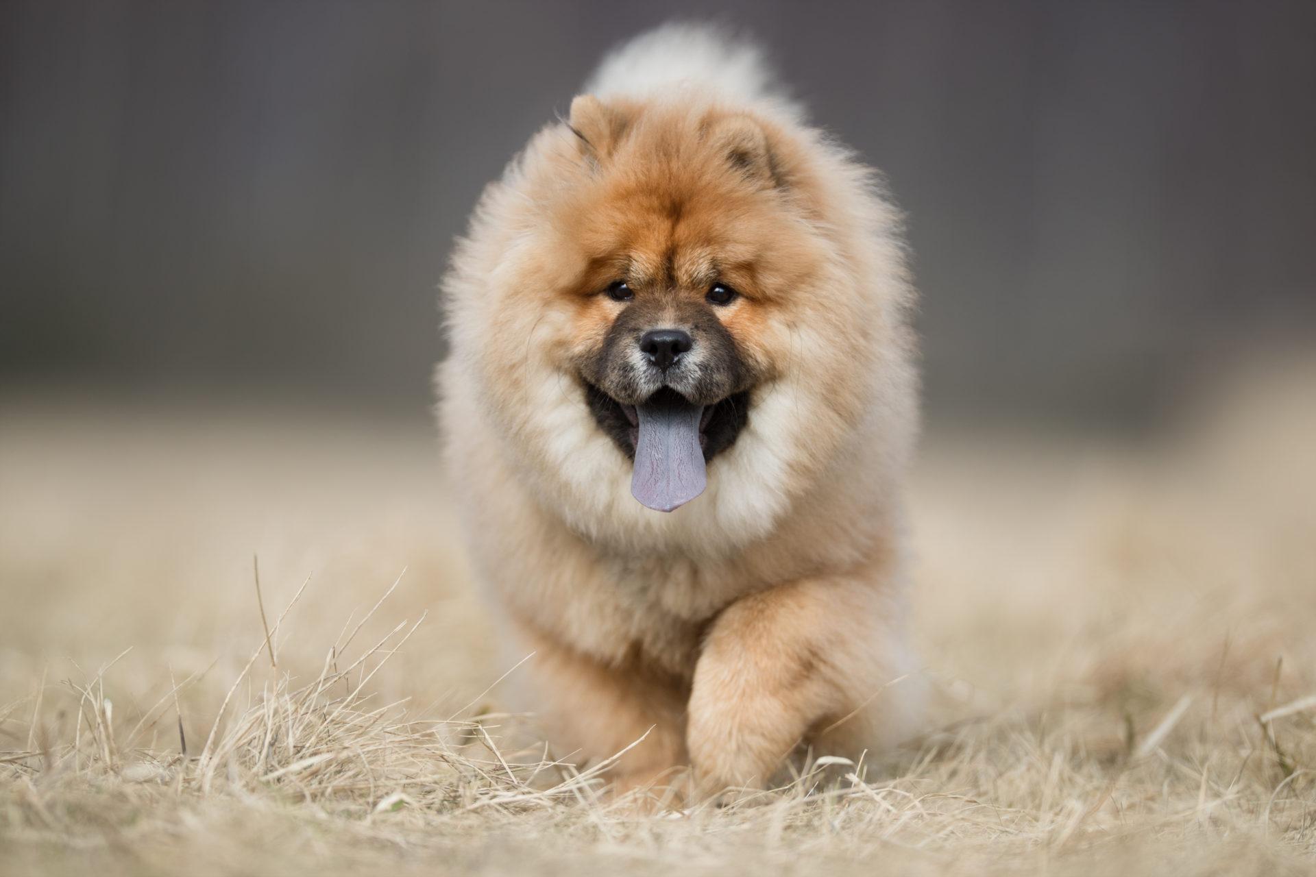 1920x1280 Chow Chow Wallpaper
