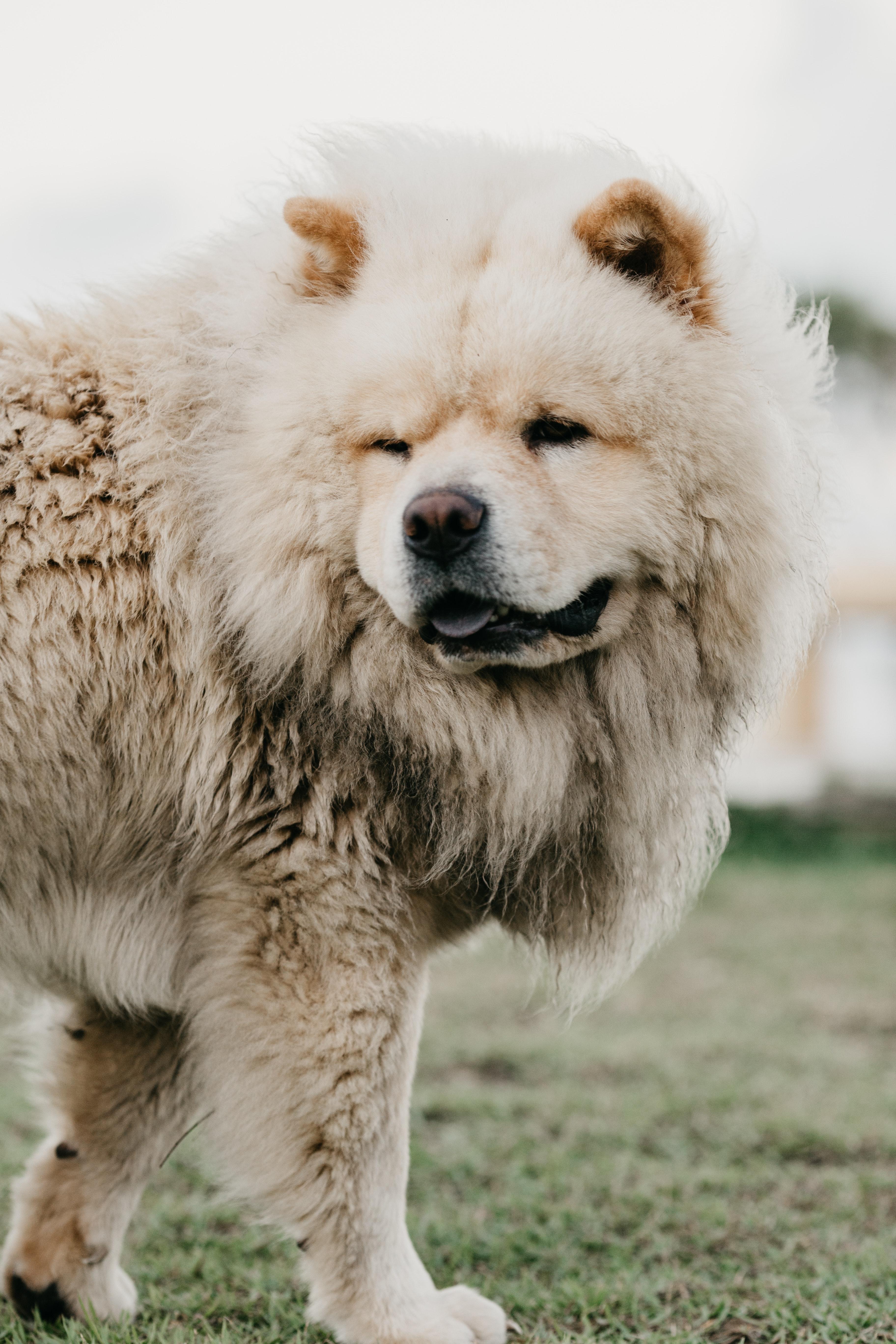 3648x5472 Chow Chow Photo, Download The BEST Free Chow Chow & HD Image