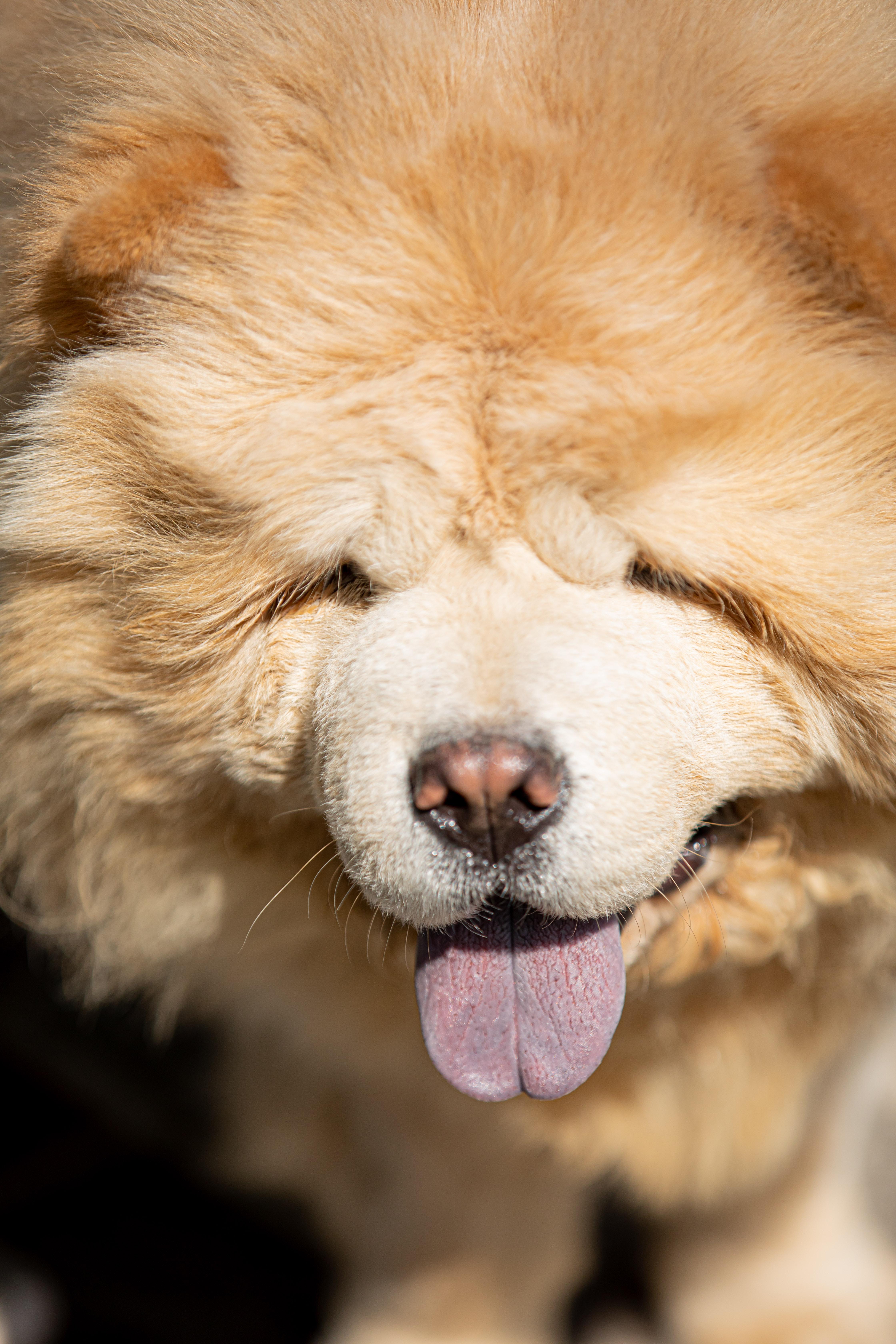 Cute Chow Chow Wallpapers - Top Free Cute Chow Chow Backgrounds ...