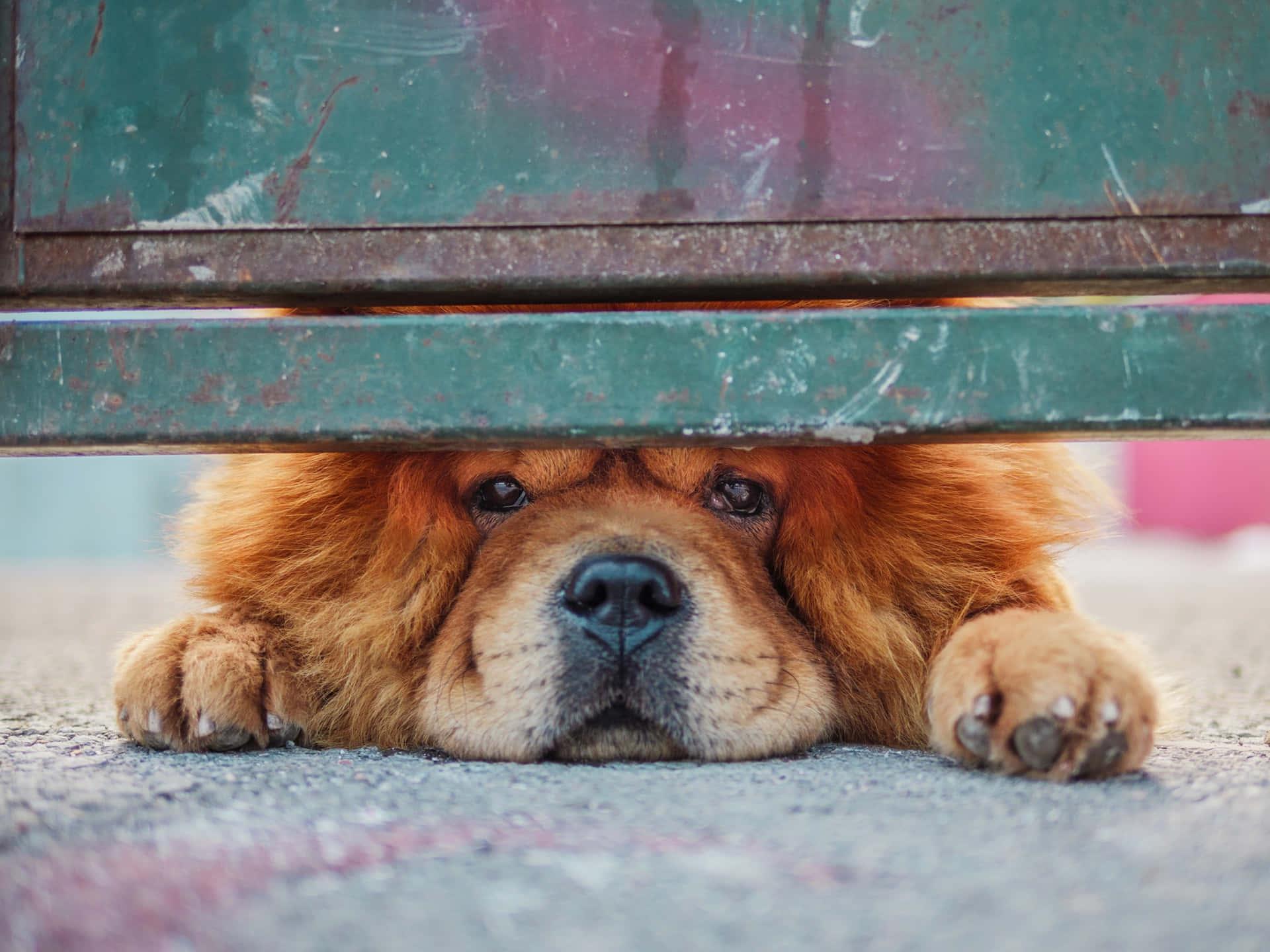 1920x1440 Chow Chow Picture for FREE