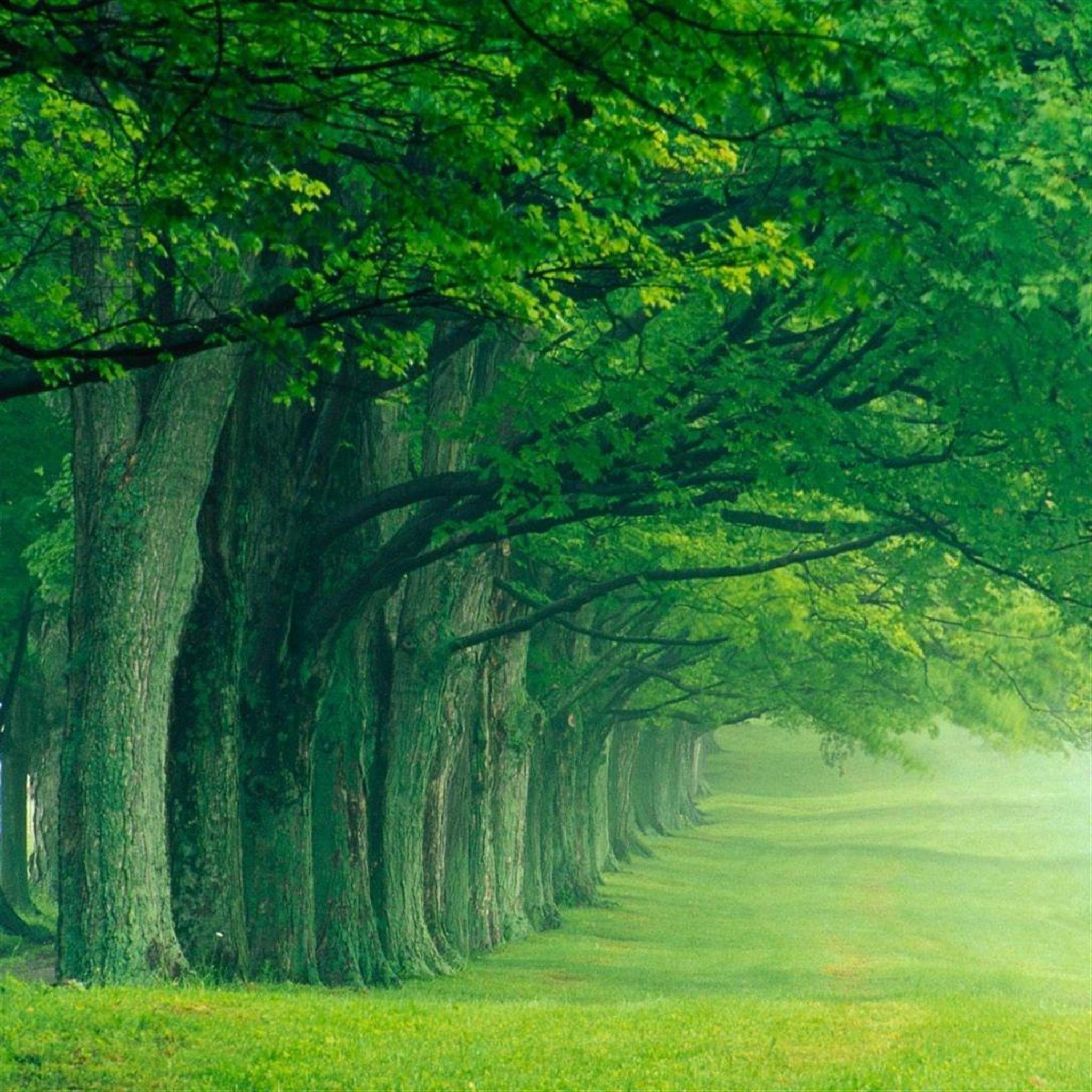 2048x2048 Nature Morning Forest Path iPad Air Wallpaper Free Download