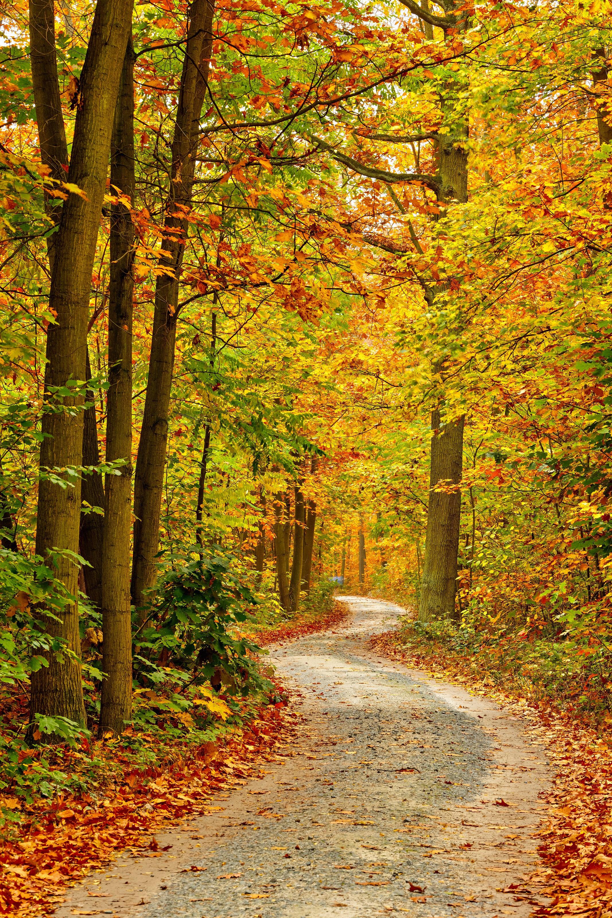 2133x3200 Autumn Forest Pathway Mural
