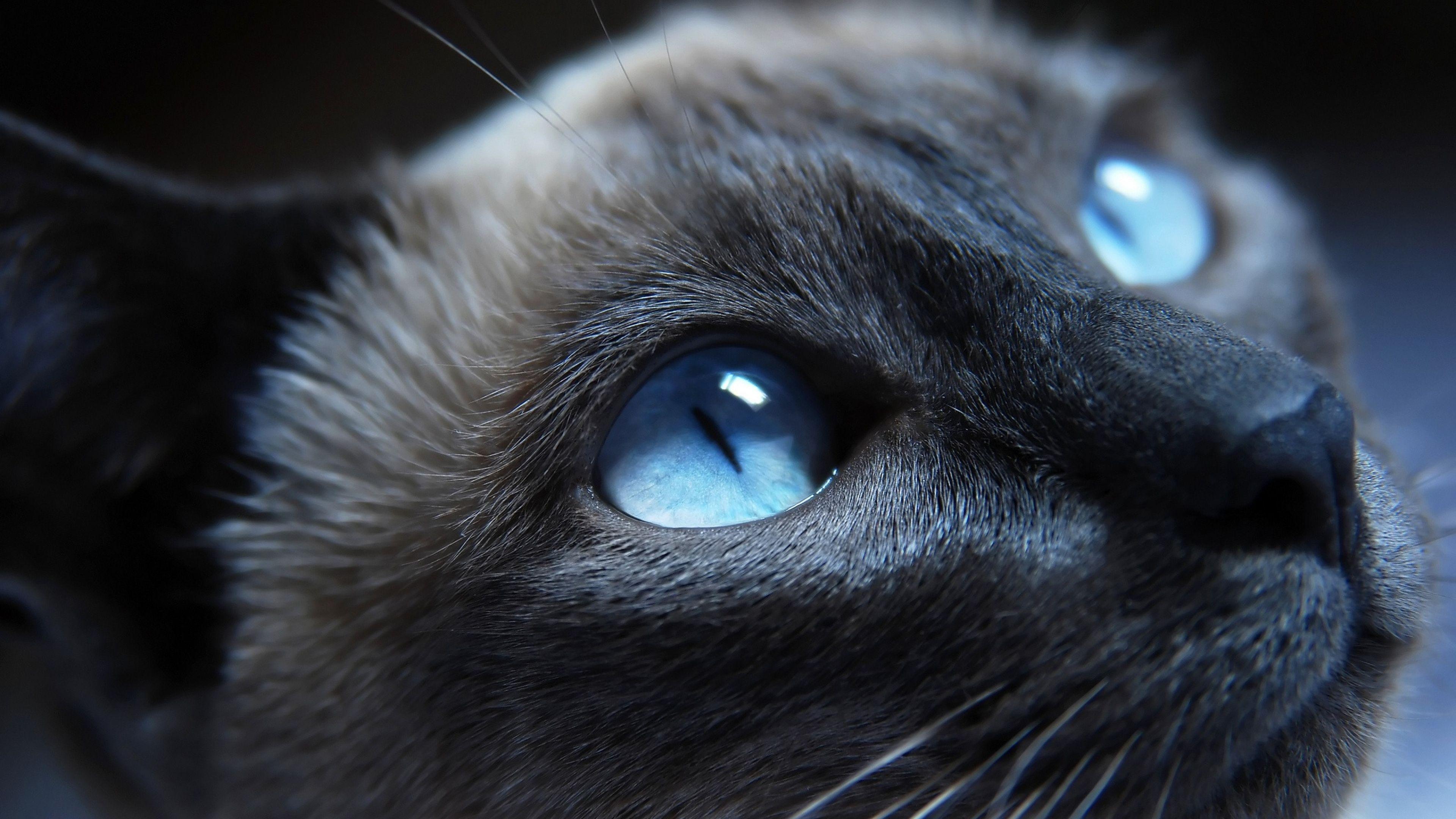 3840x2160 4K Cat Wallpaper High Quality