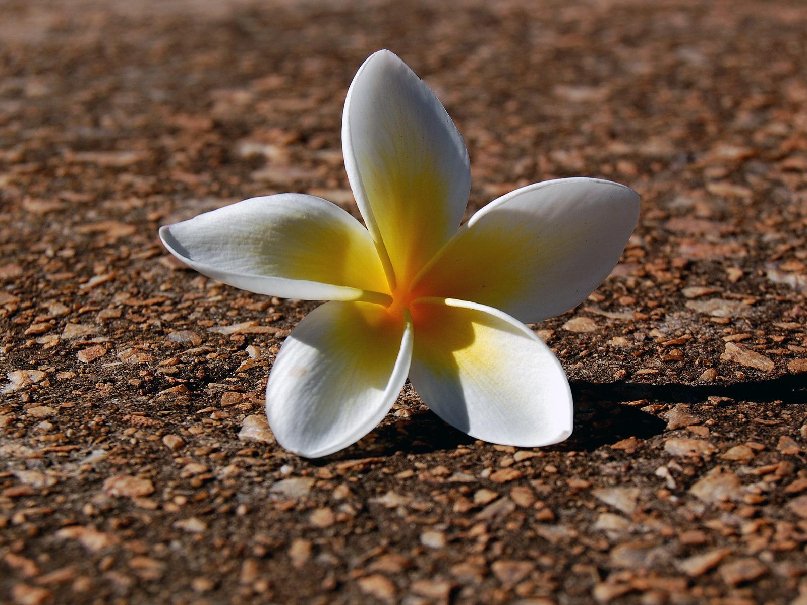 1600x1200 Flower lying down wallpaper. Flower lying down