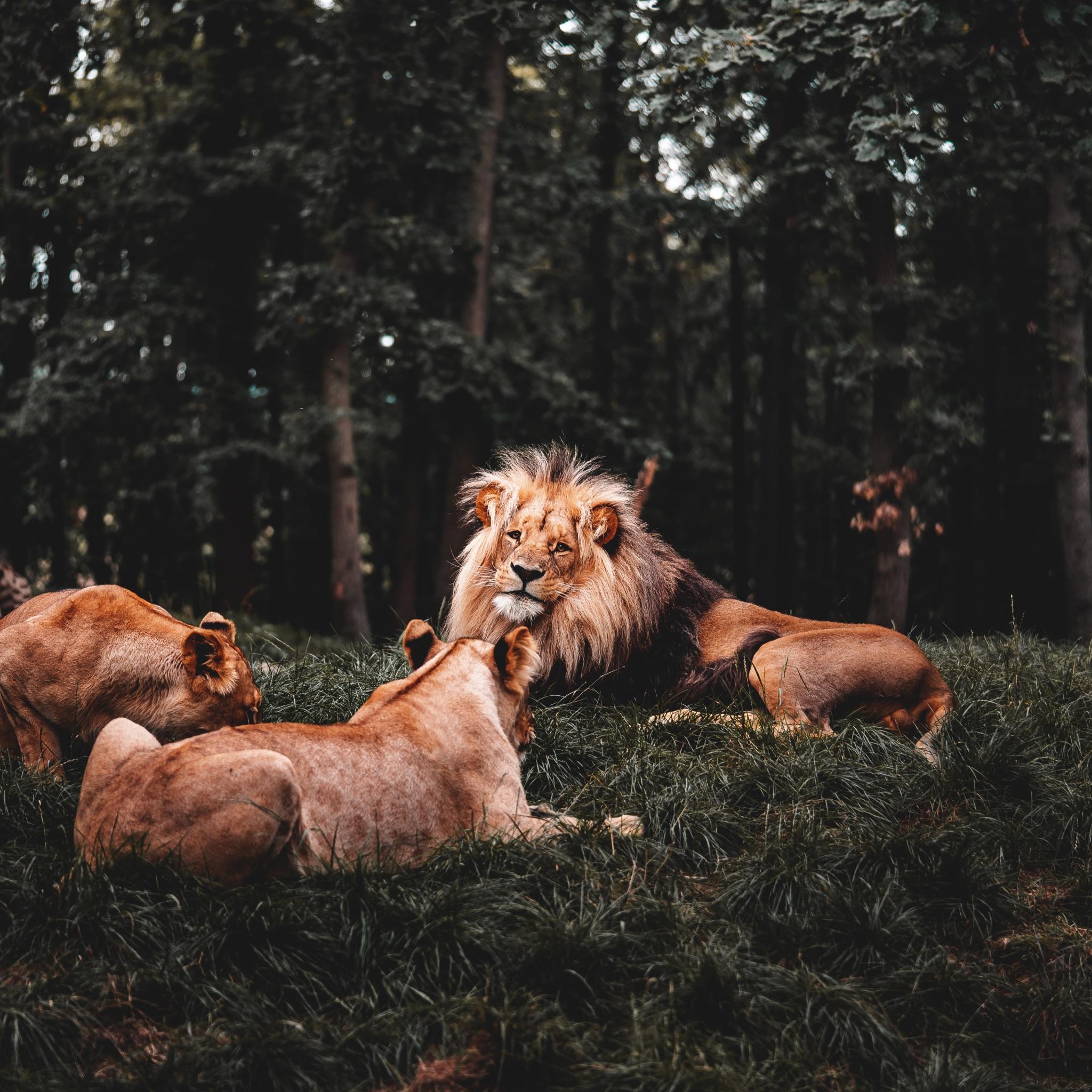 2048x2048 Wallpaper 4k Three Lions Lying Down 4k Wallpaper