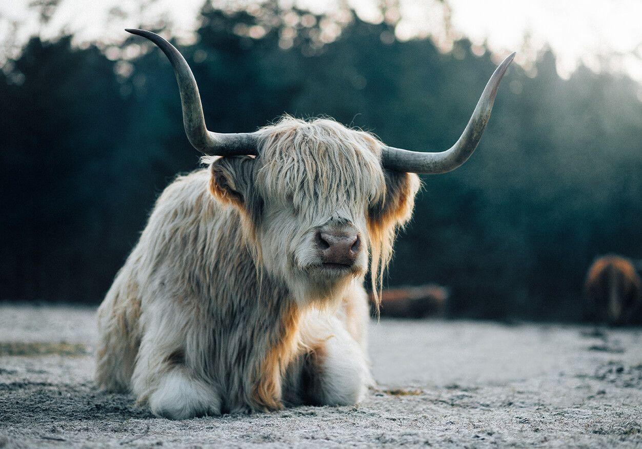 1252x876 White Scottish Highlander lying down