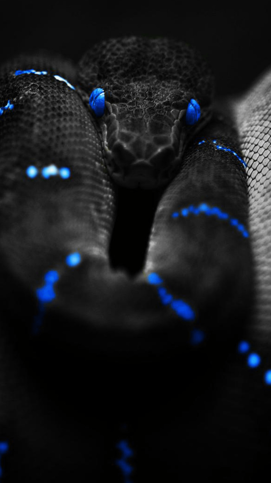 1080x1920 Snake Live Wallpaper Ios The Best HD Wallpaper