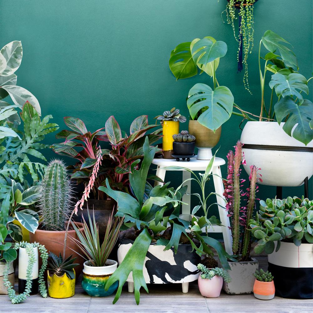 1000x1000 Urban Jungle Bloggers Book Cover