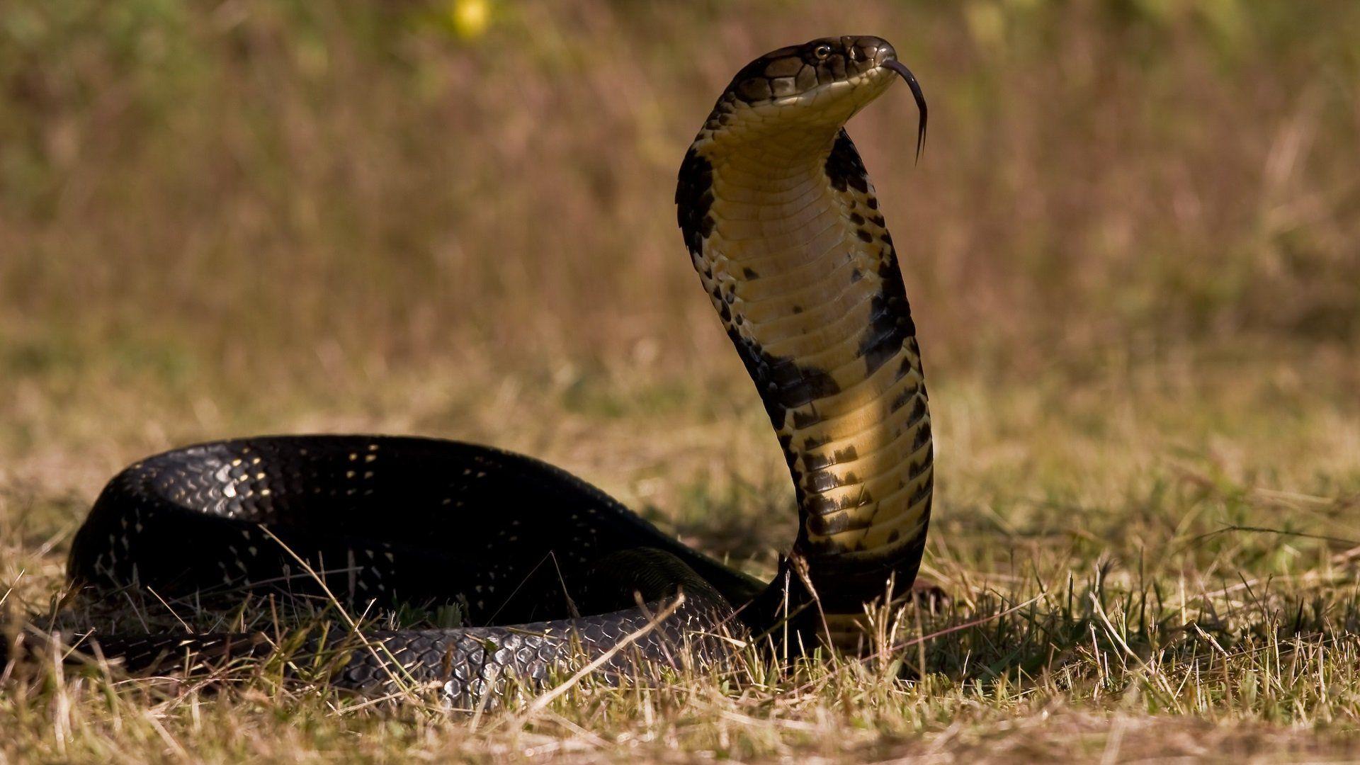 1920x1080 King cobra snake wallpaperx1080