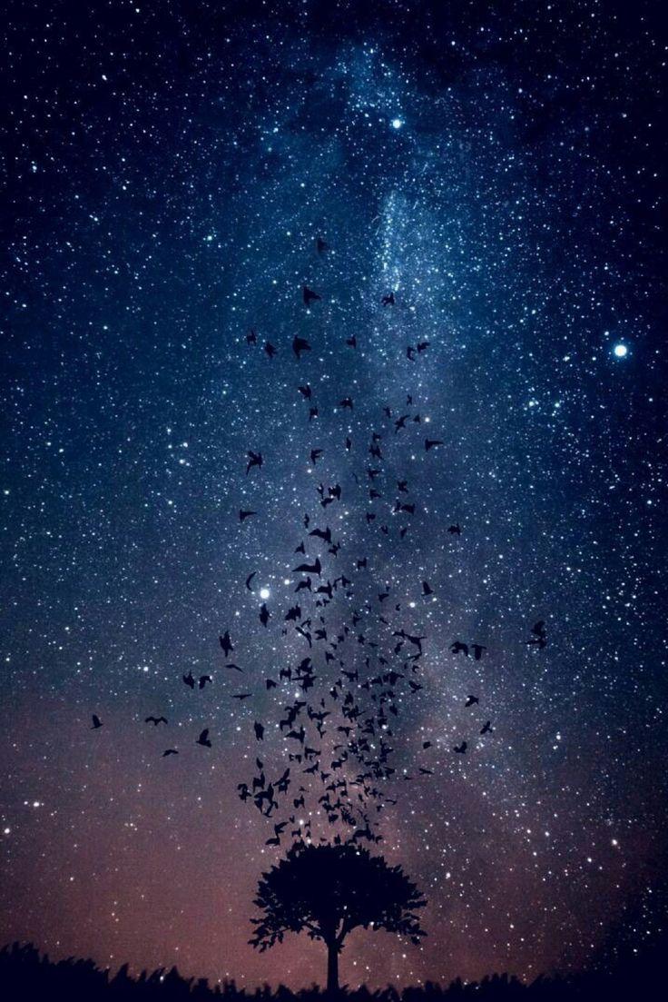 736x1103 Peaceful, I love the birds and stars!!!. Christmas aesthetic wallpaper, Astrophotography, Aesthetic wallpaper