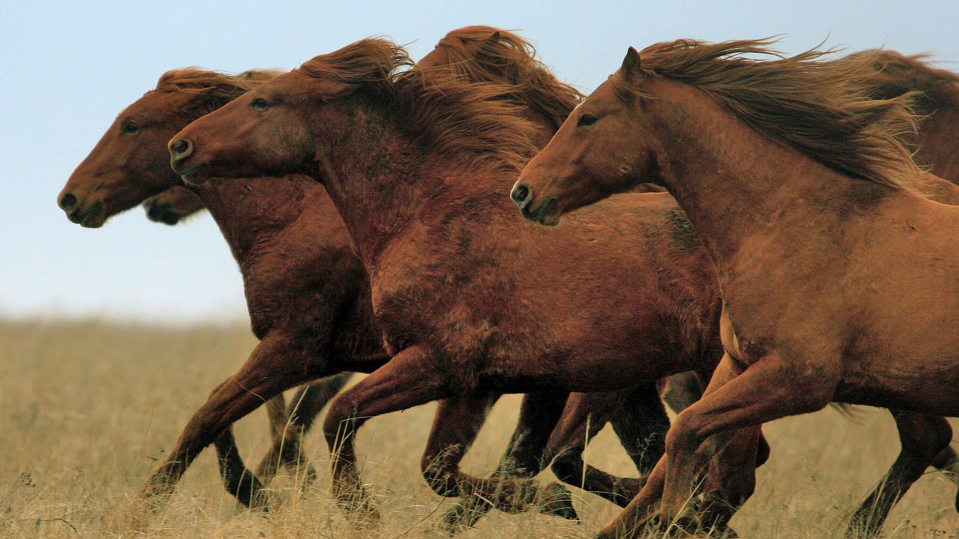 1920x1080 Running Horses Wallpaper