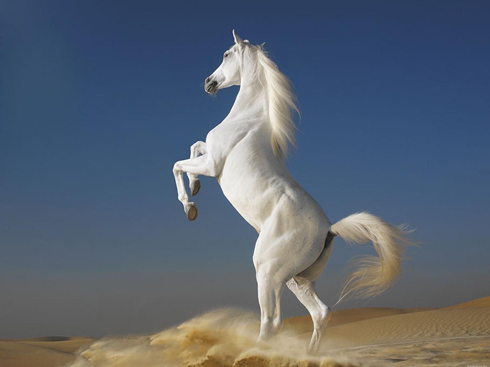 1600x1200 Download Horses wallpaper for mobile phone, free Horses HD picture