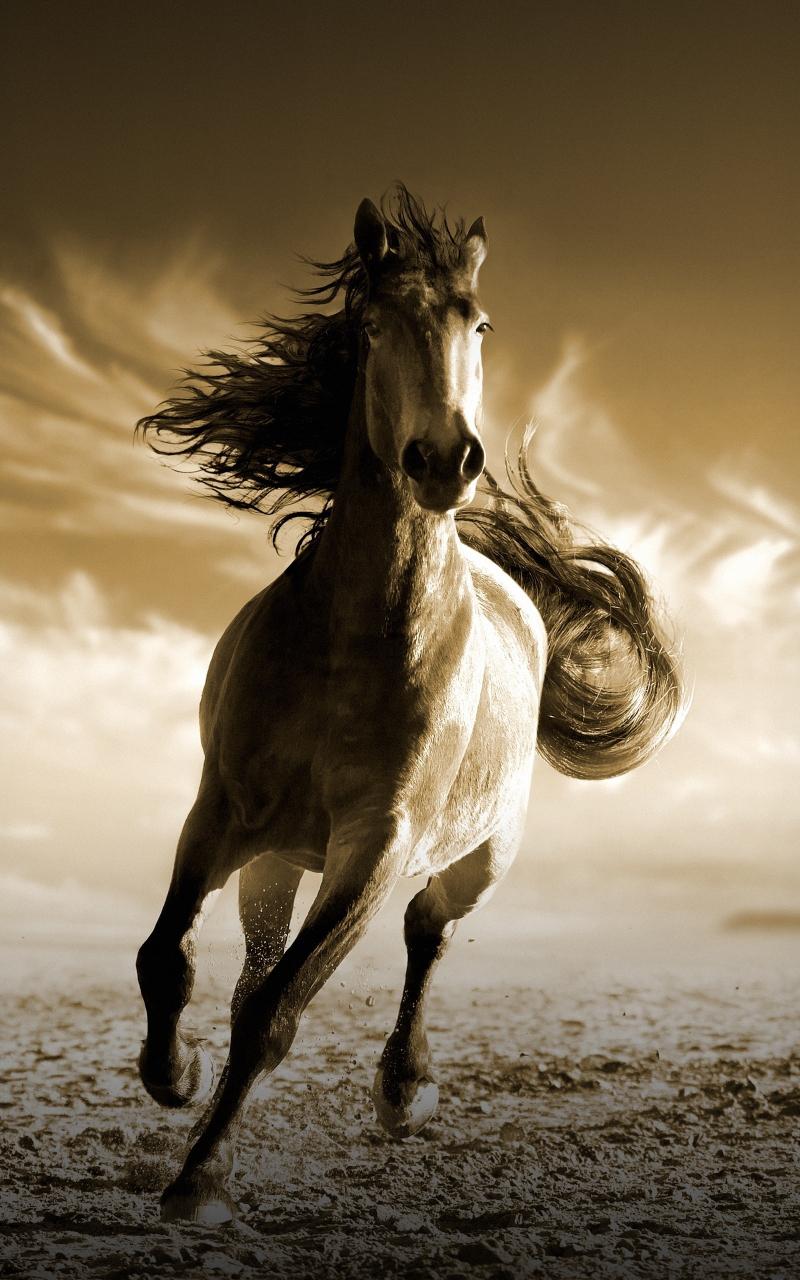 800x1280 Download Wallpaper 800x1280 Running, Horse, Animal, Samsung Galaxy Note Gt N Meizu Mx 800x1280 HD Background