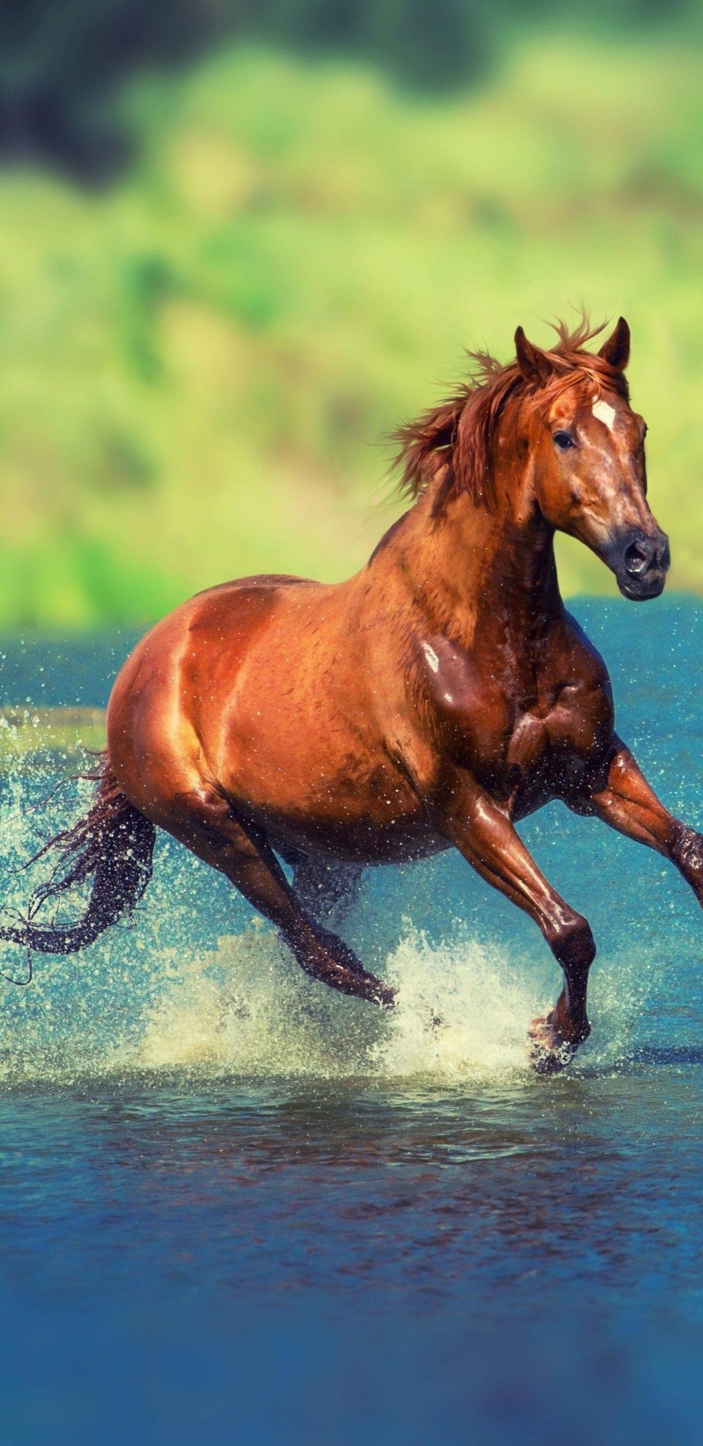 1440x2960 Running Horse Wallpaper Download