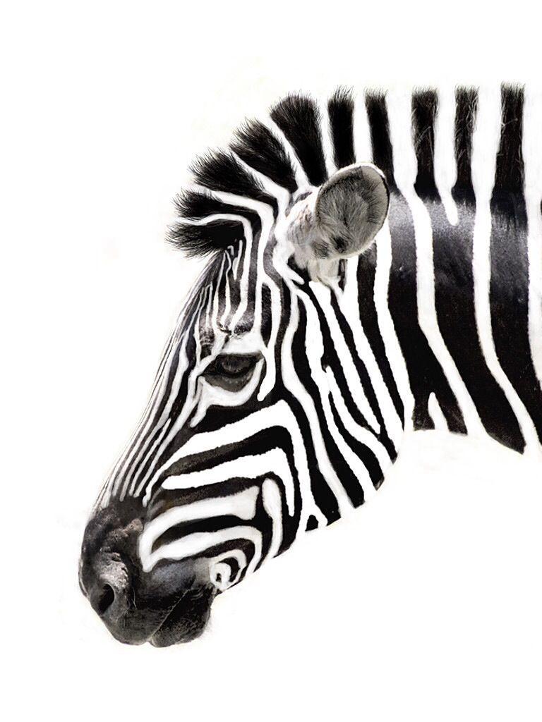 Cute Zebra Wallpapers - Top Free Cute Zebra Backgrounds - WallpaperAccess