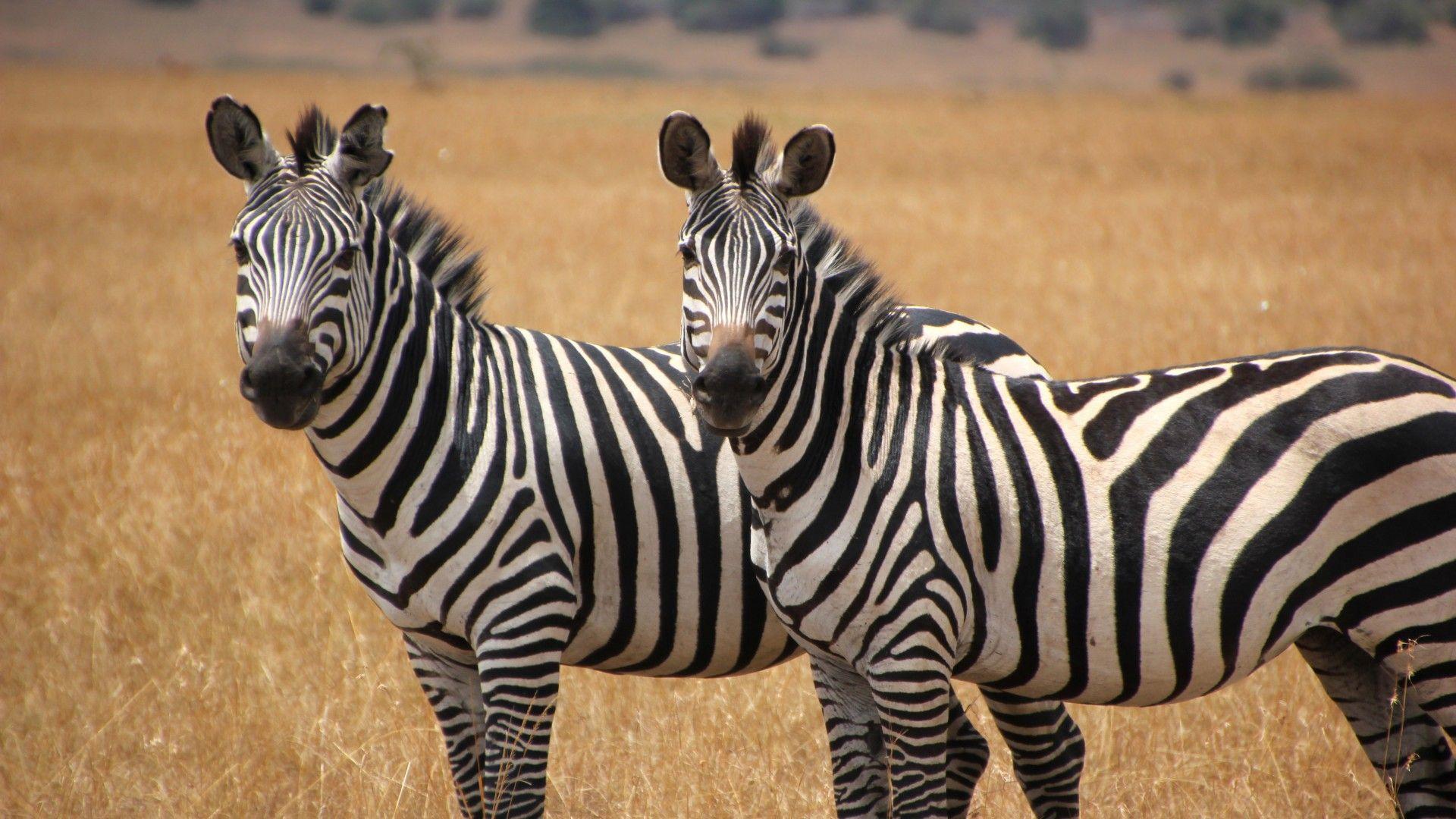 1920x1080 Two Cute Zebras Animal Wallpaper HD :