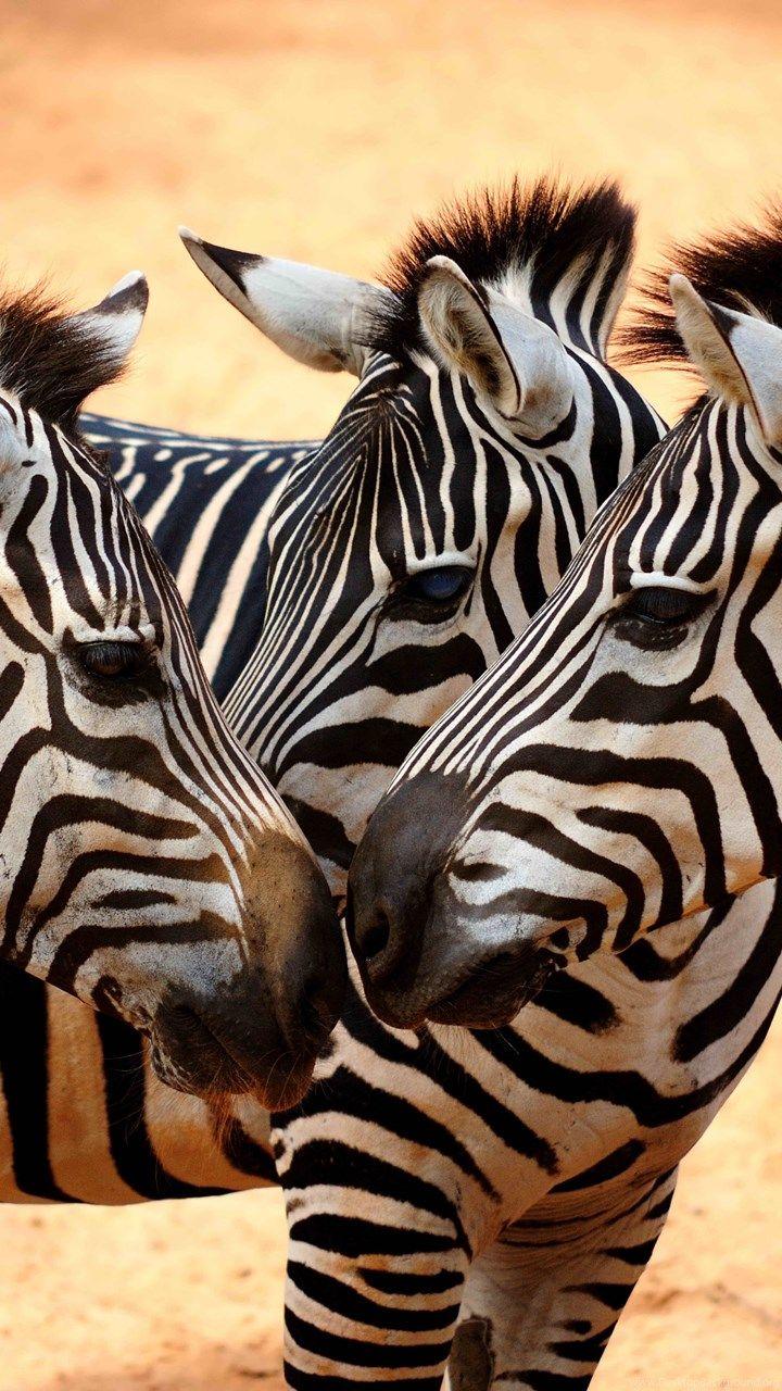 Cute Zebra Wallpapers - Top Free Cute Zebra Backgrounds - WallpaperAccess