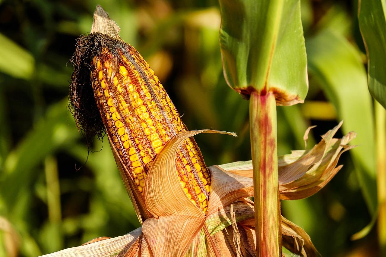 1280x853 Free Corn Field & Corn Image