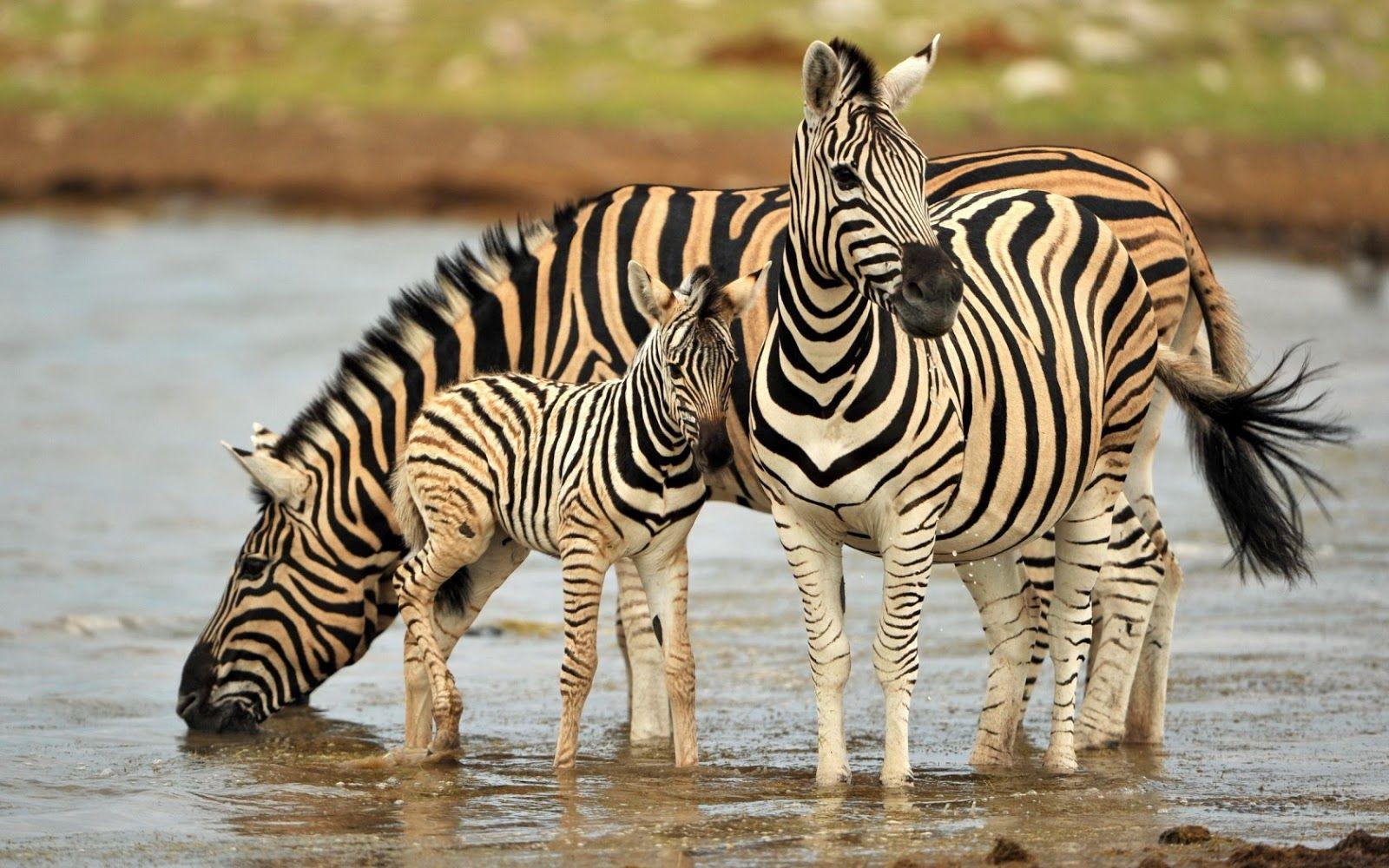 1600x1000 Most Cute And Dashing Zebra Wallpaper In HD