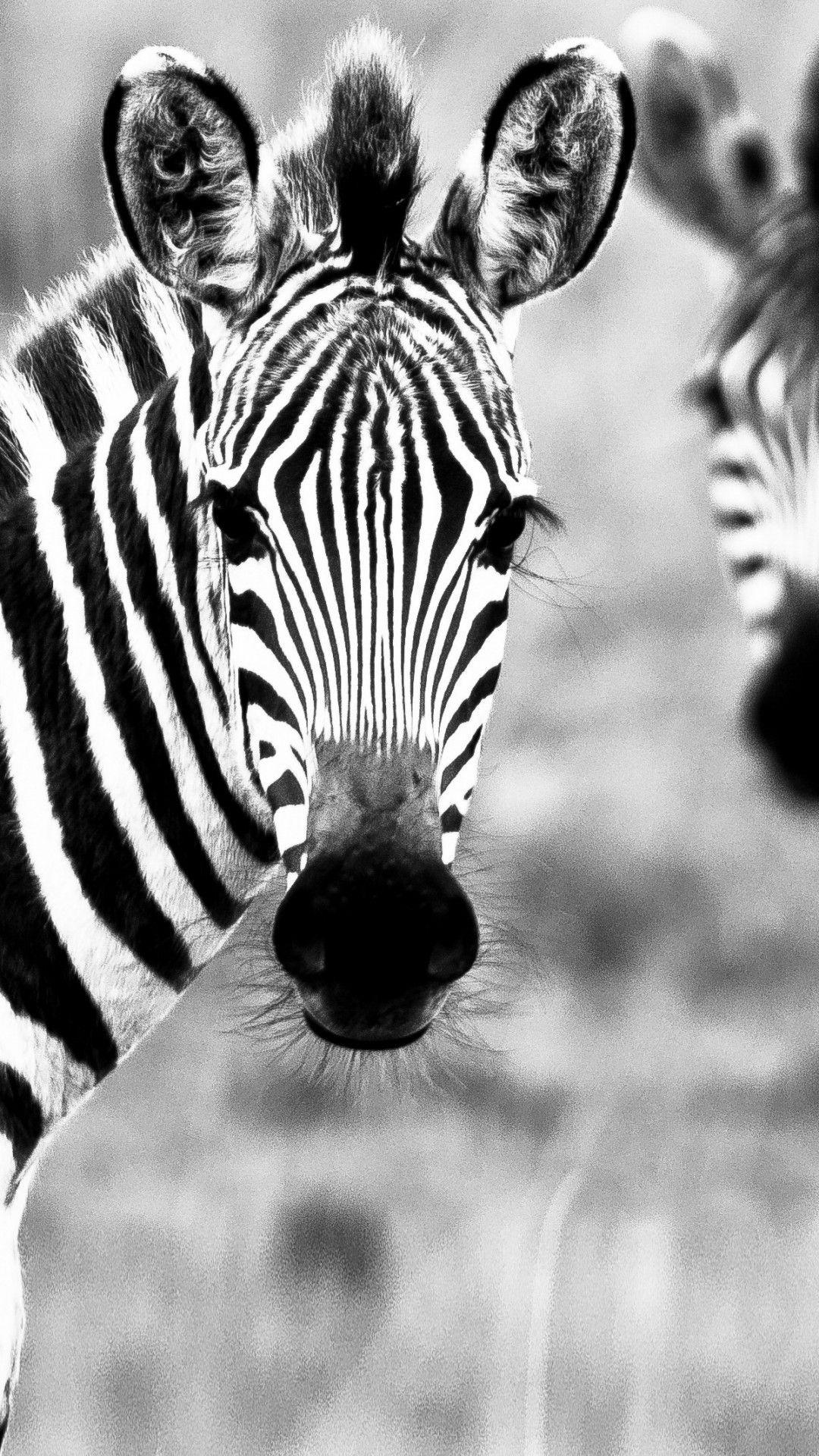 Cute Zebra Wallpapers Top Free Cute Zebra Backgrounds WallpaperAccess