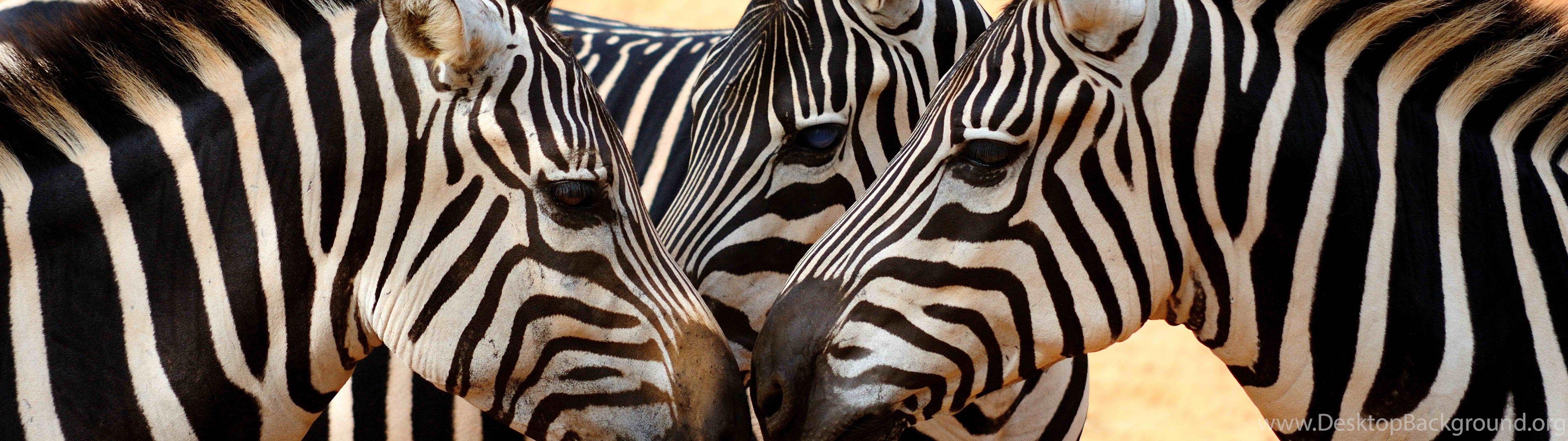 Cute Zebra Wallpapers Top Free Cute Zebra Backgrounds WallpaperAccess